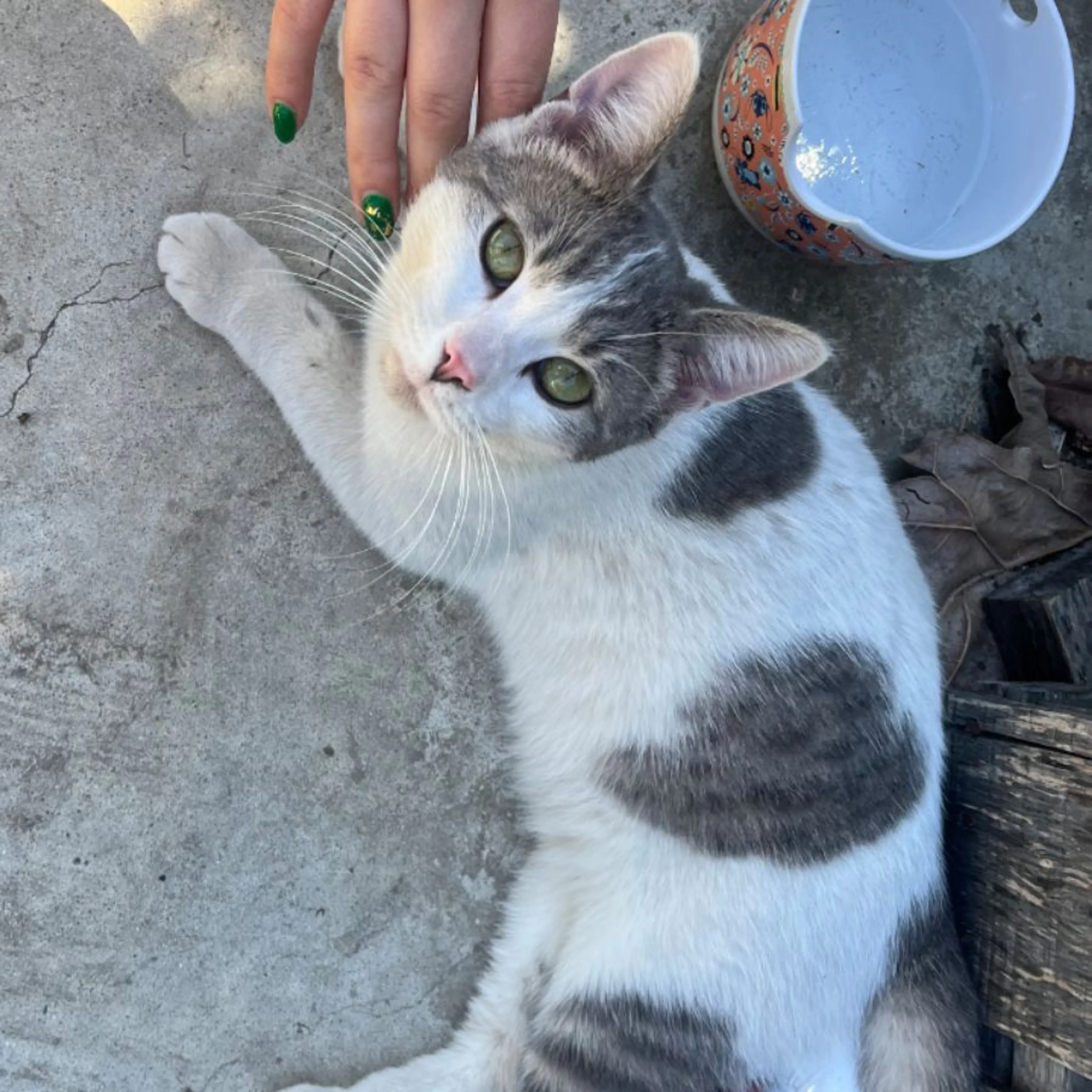 Found pet