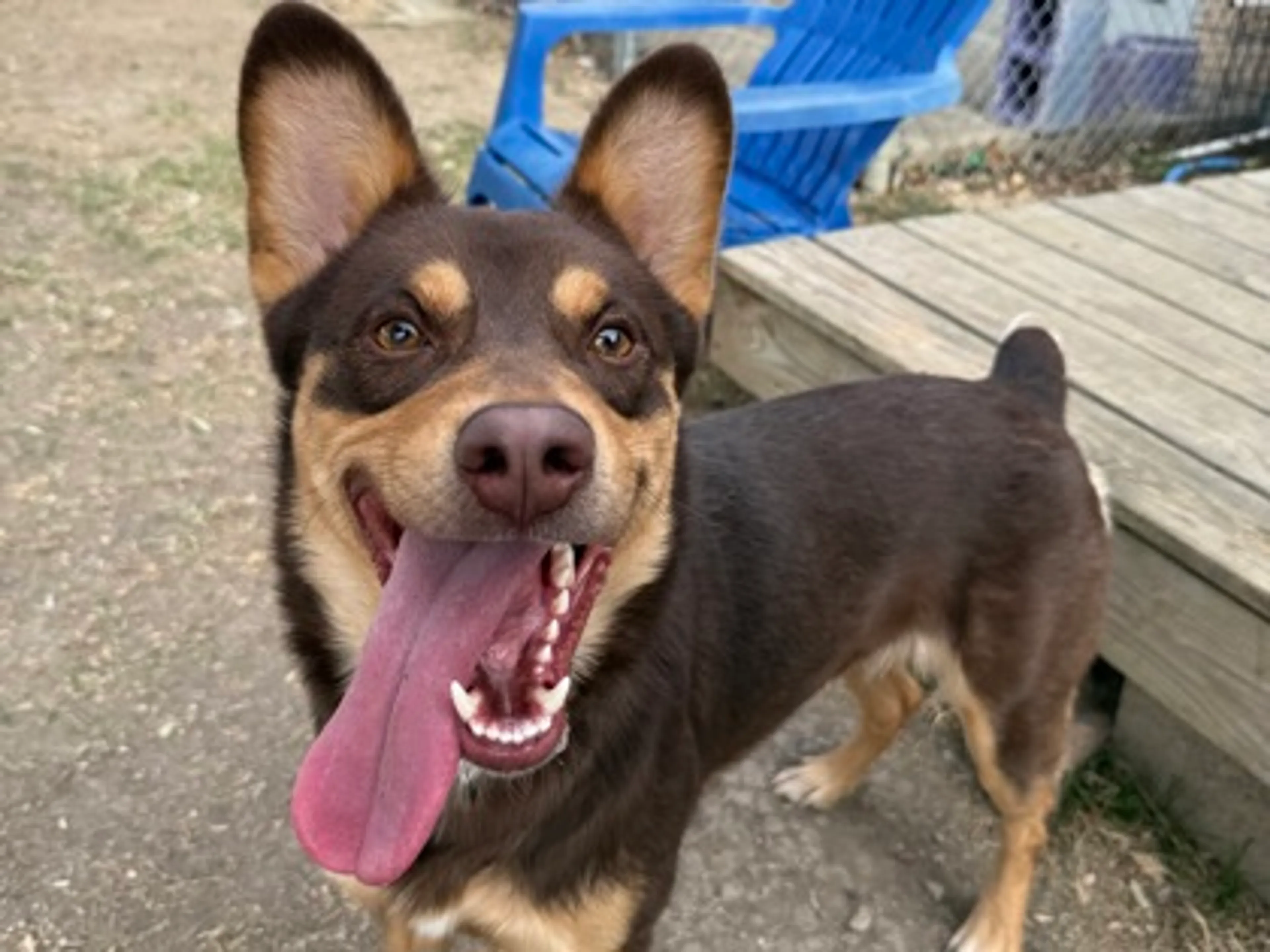 Found pet-1