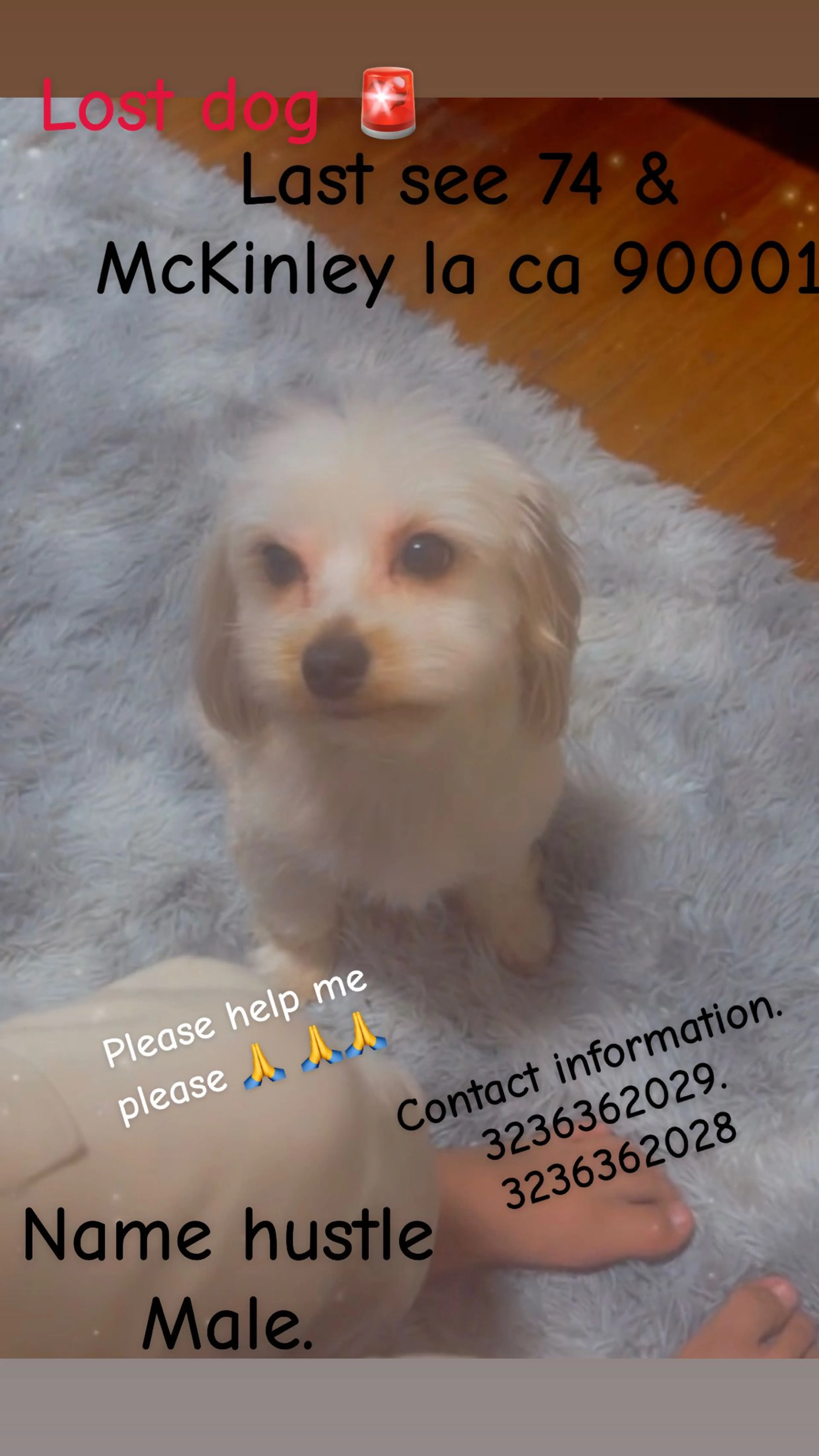 Lost pet
