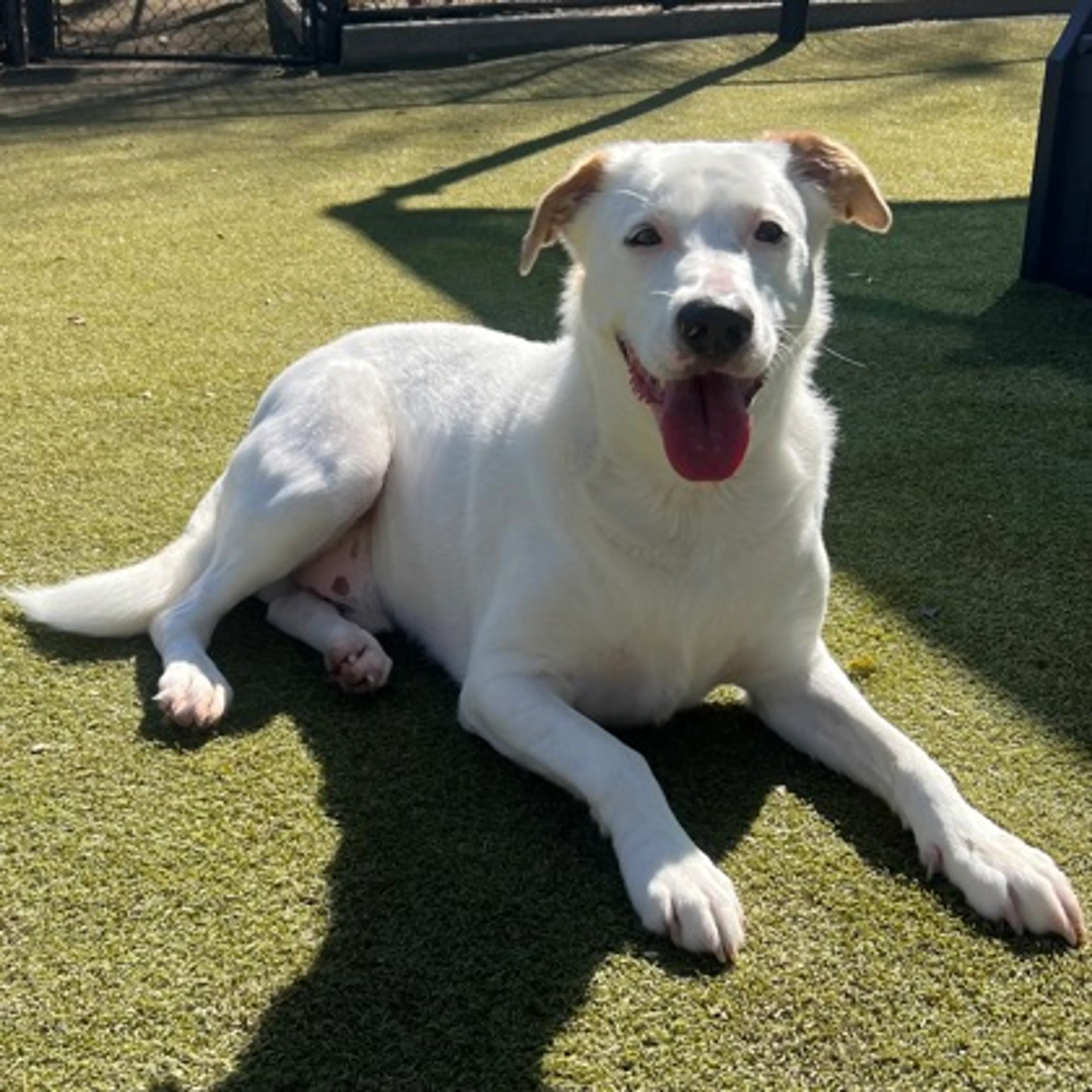 Found pet-2