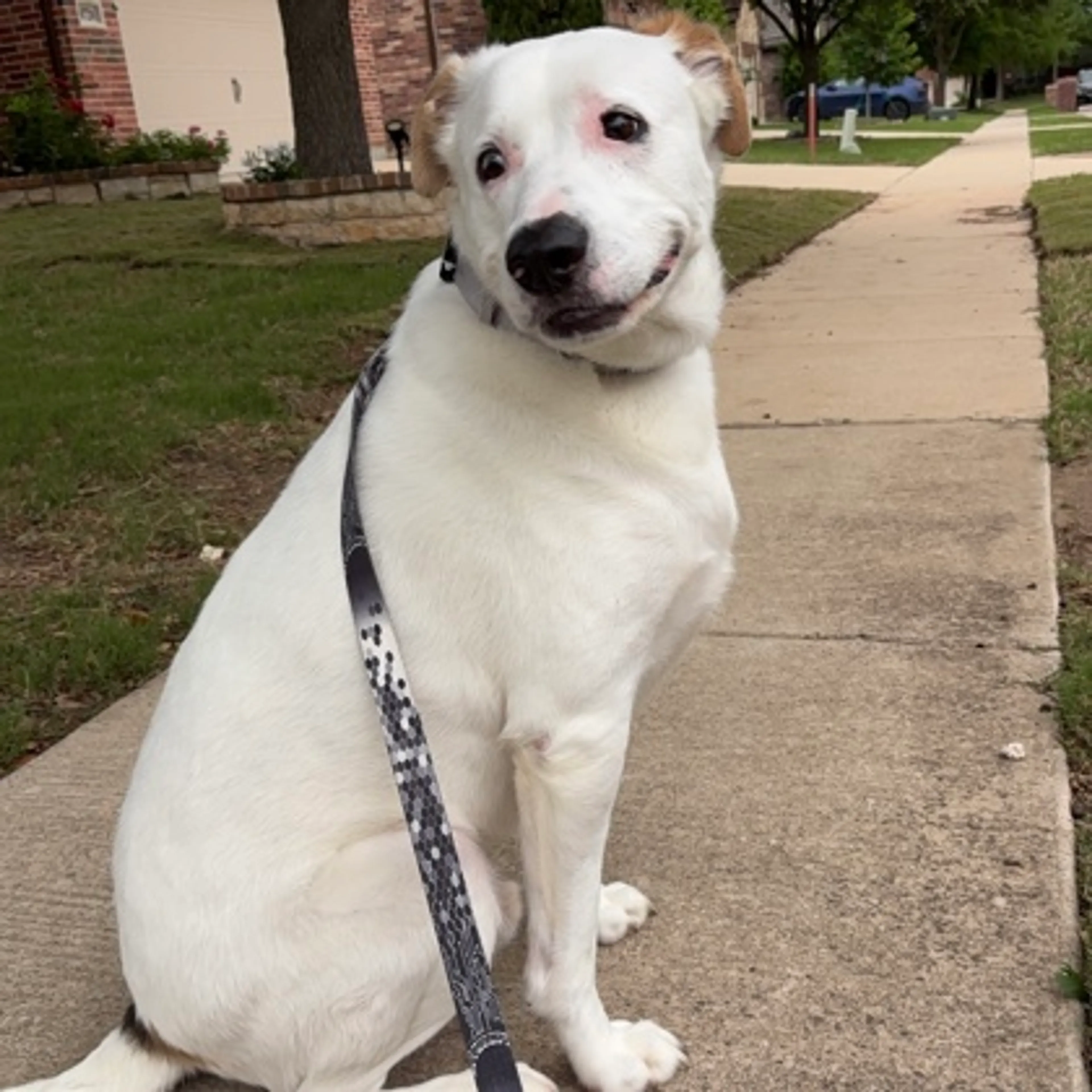 Found pet-1