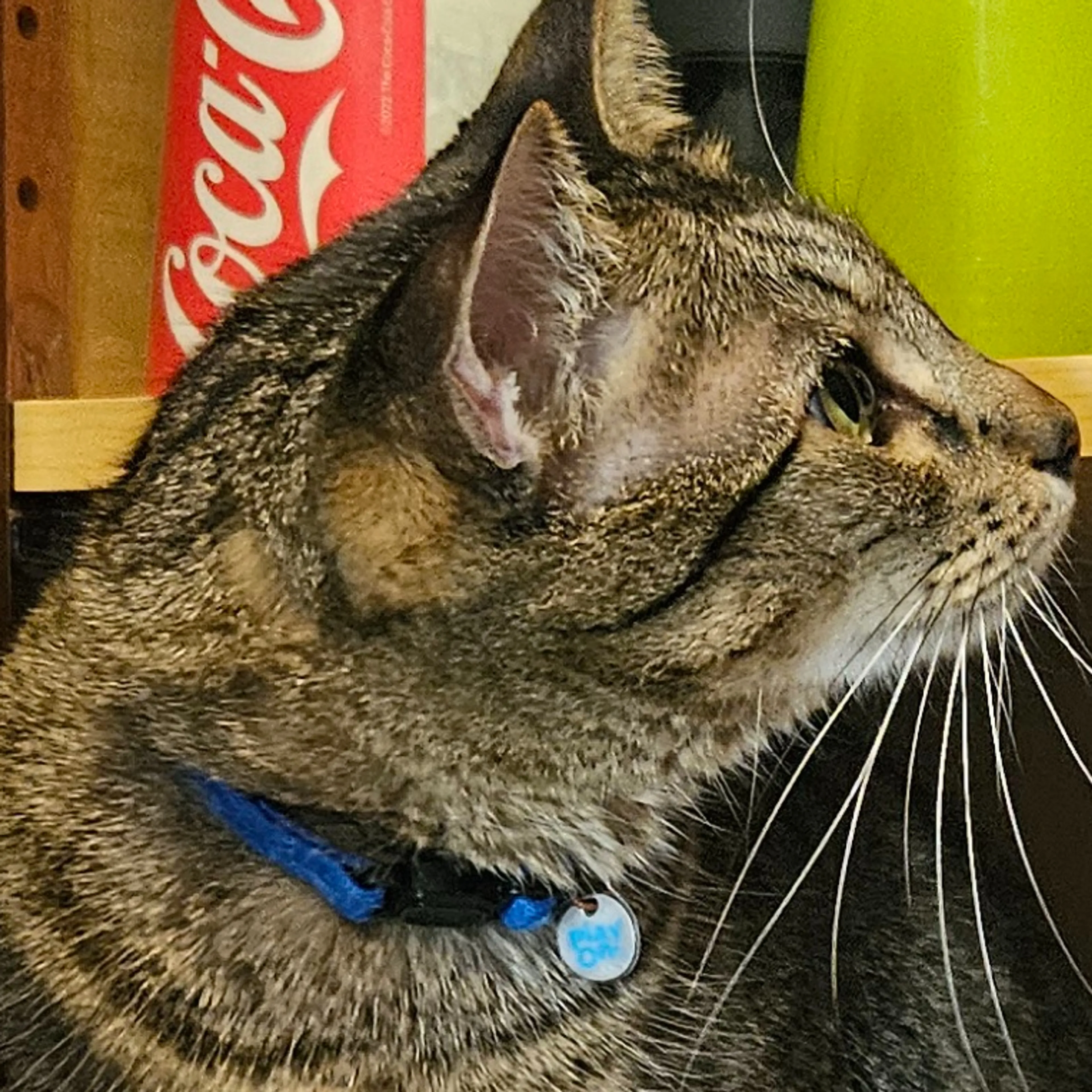 Lost pet-3