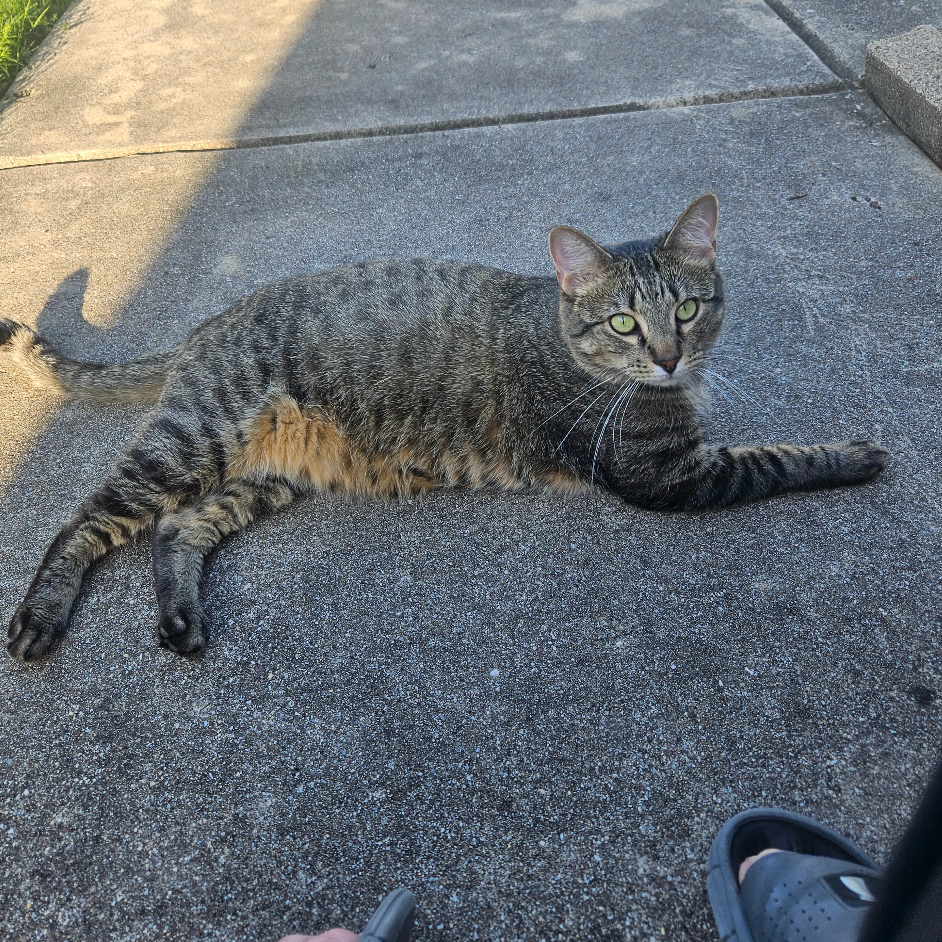 Lost pet-1