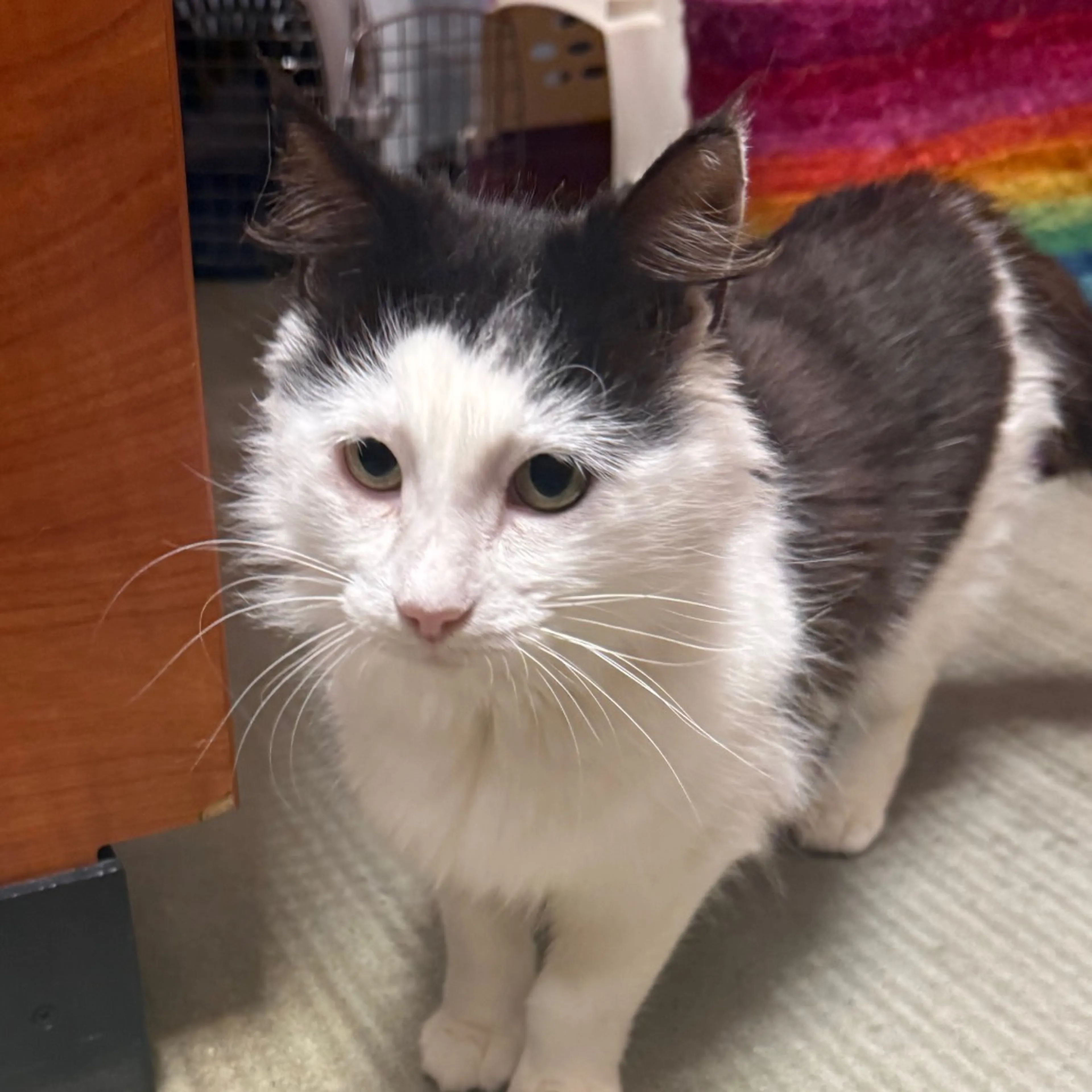 Found pet-2