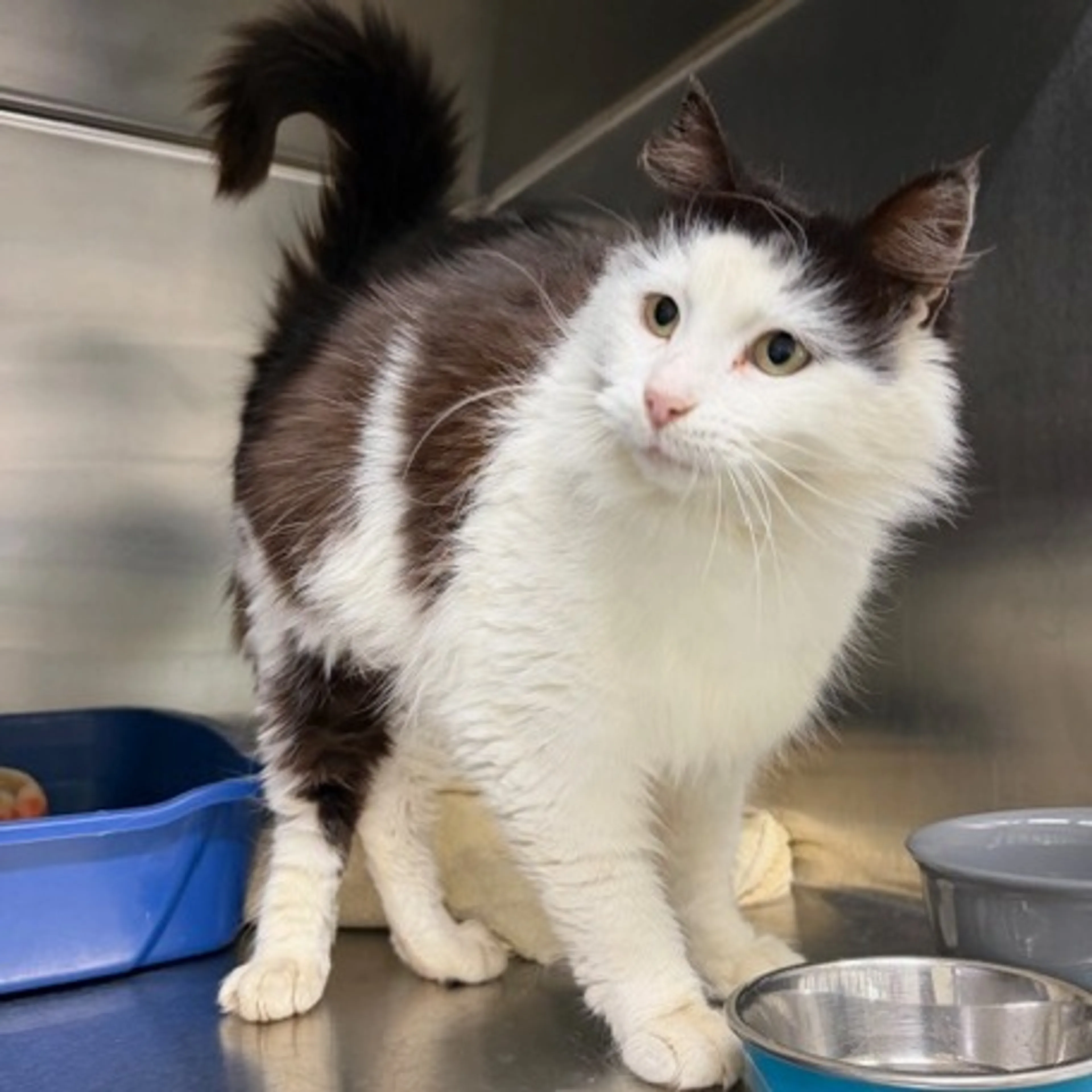 Found pet-1