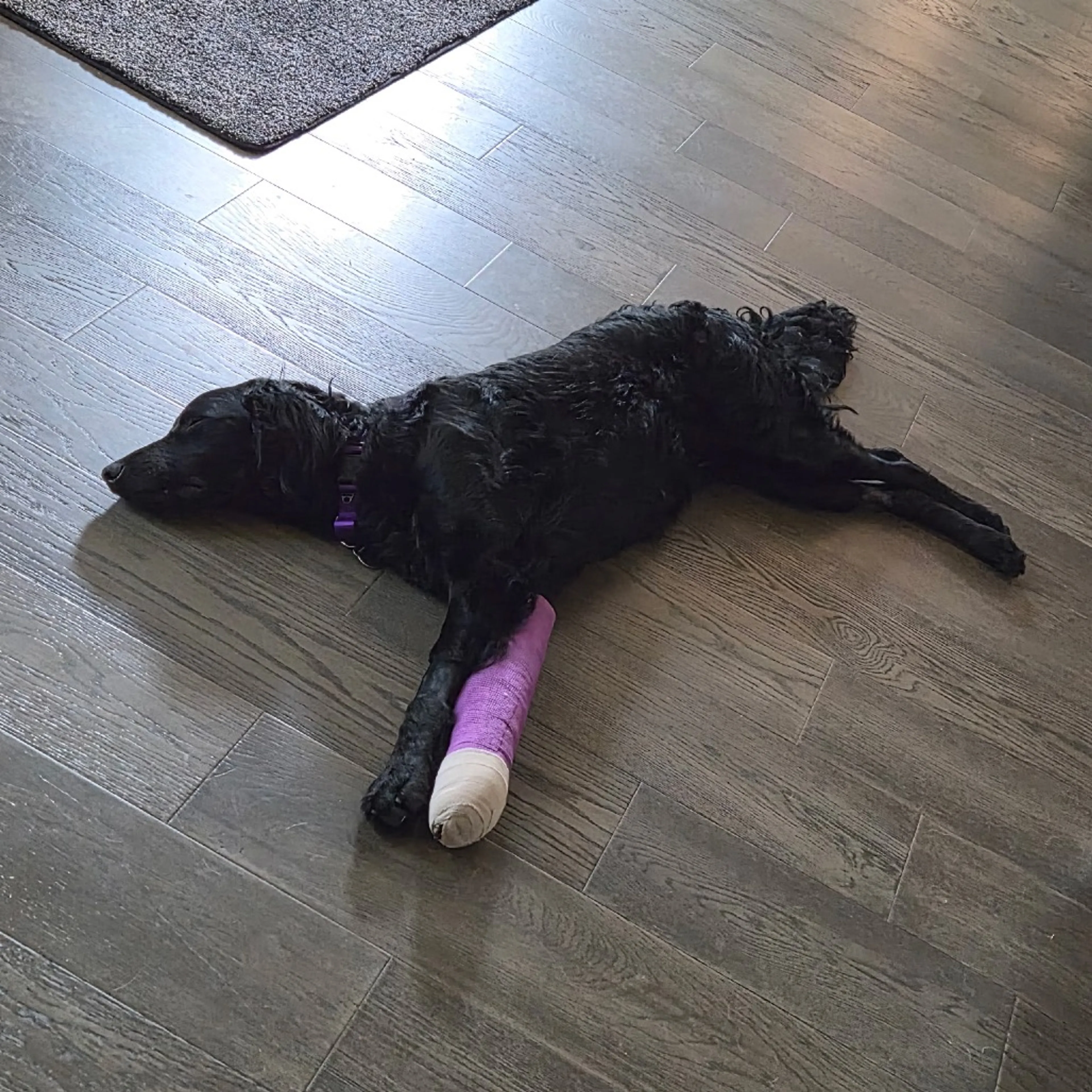 Found pet-6