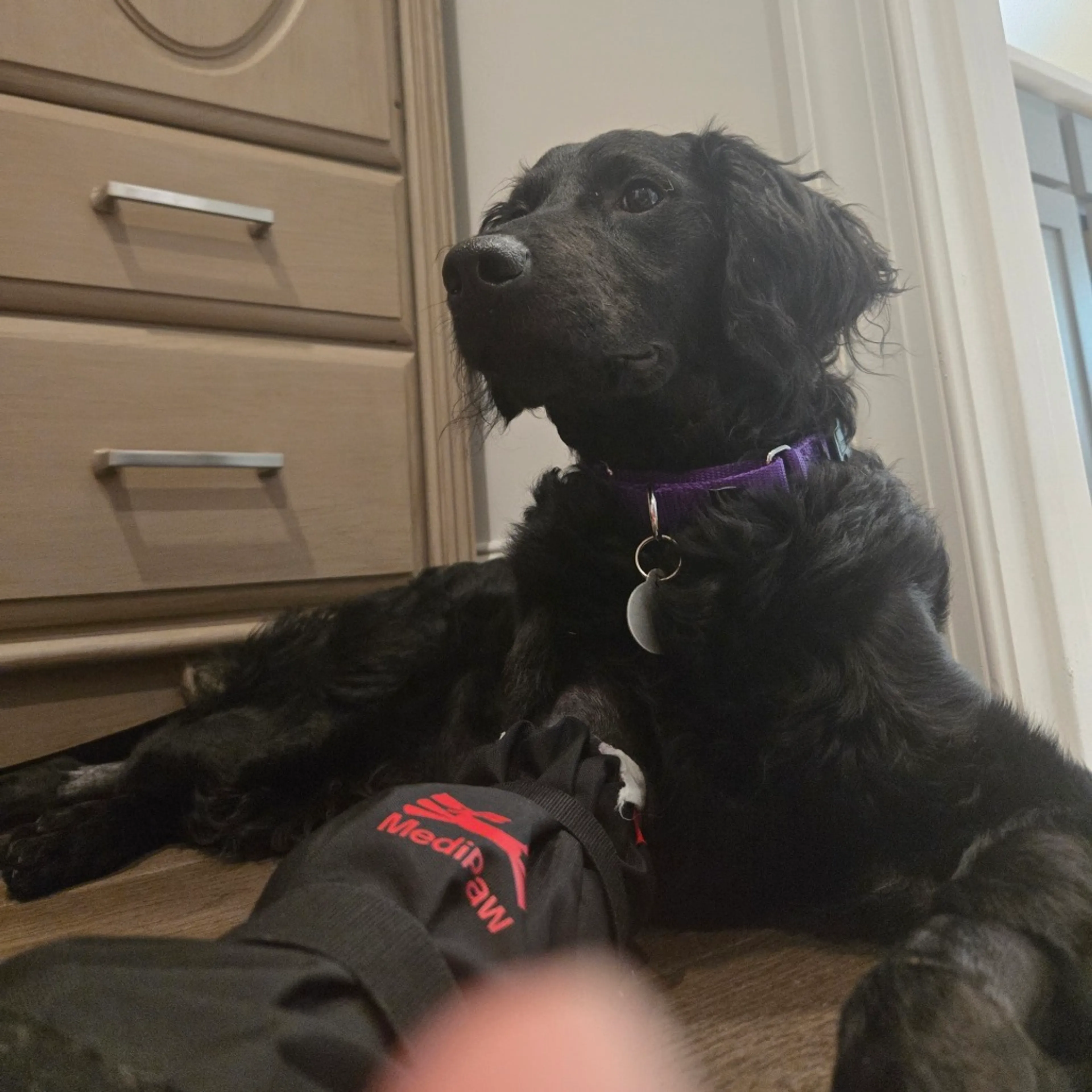 Found pet-2