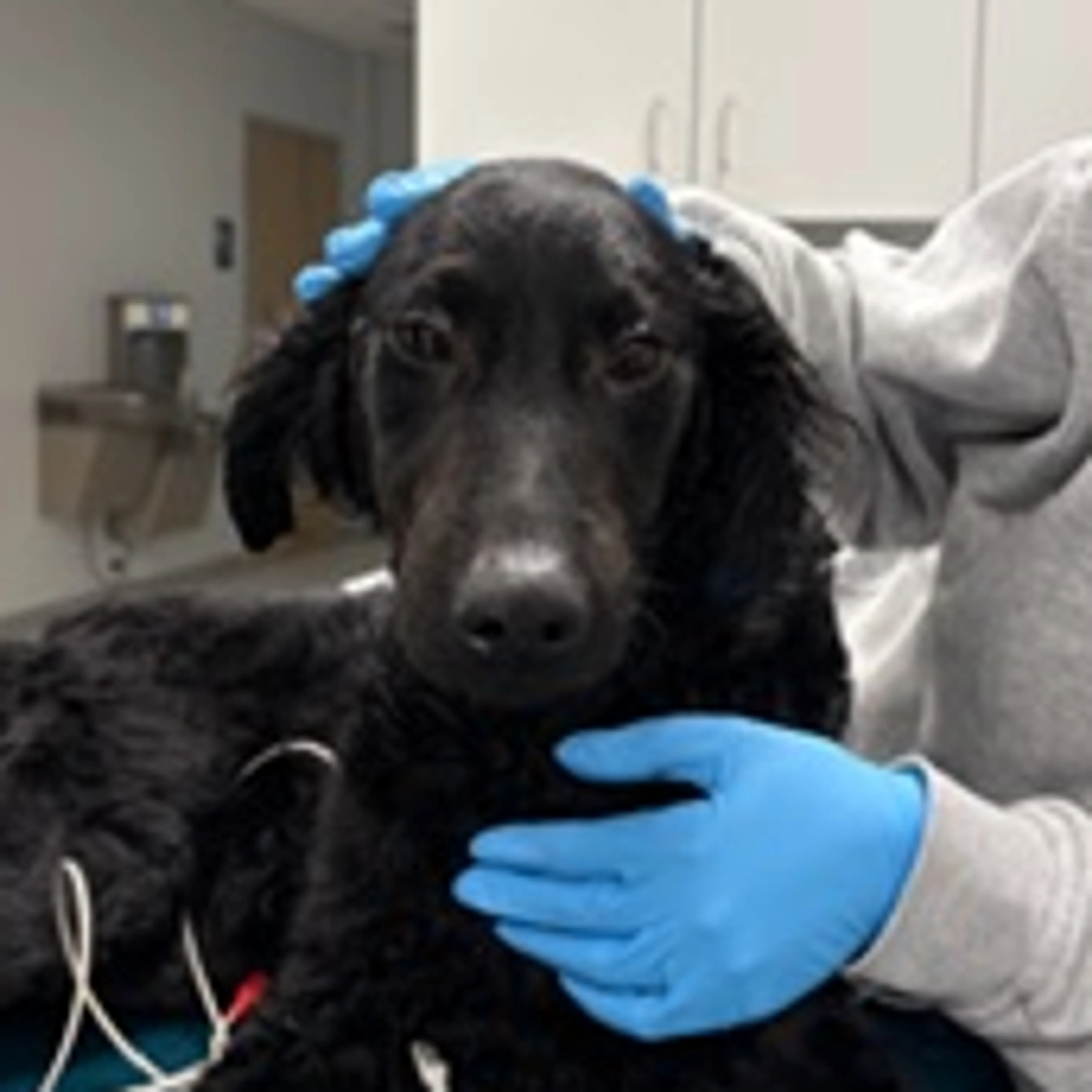 Found pet-1