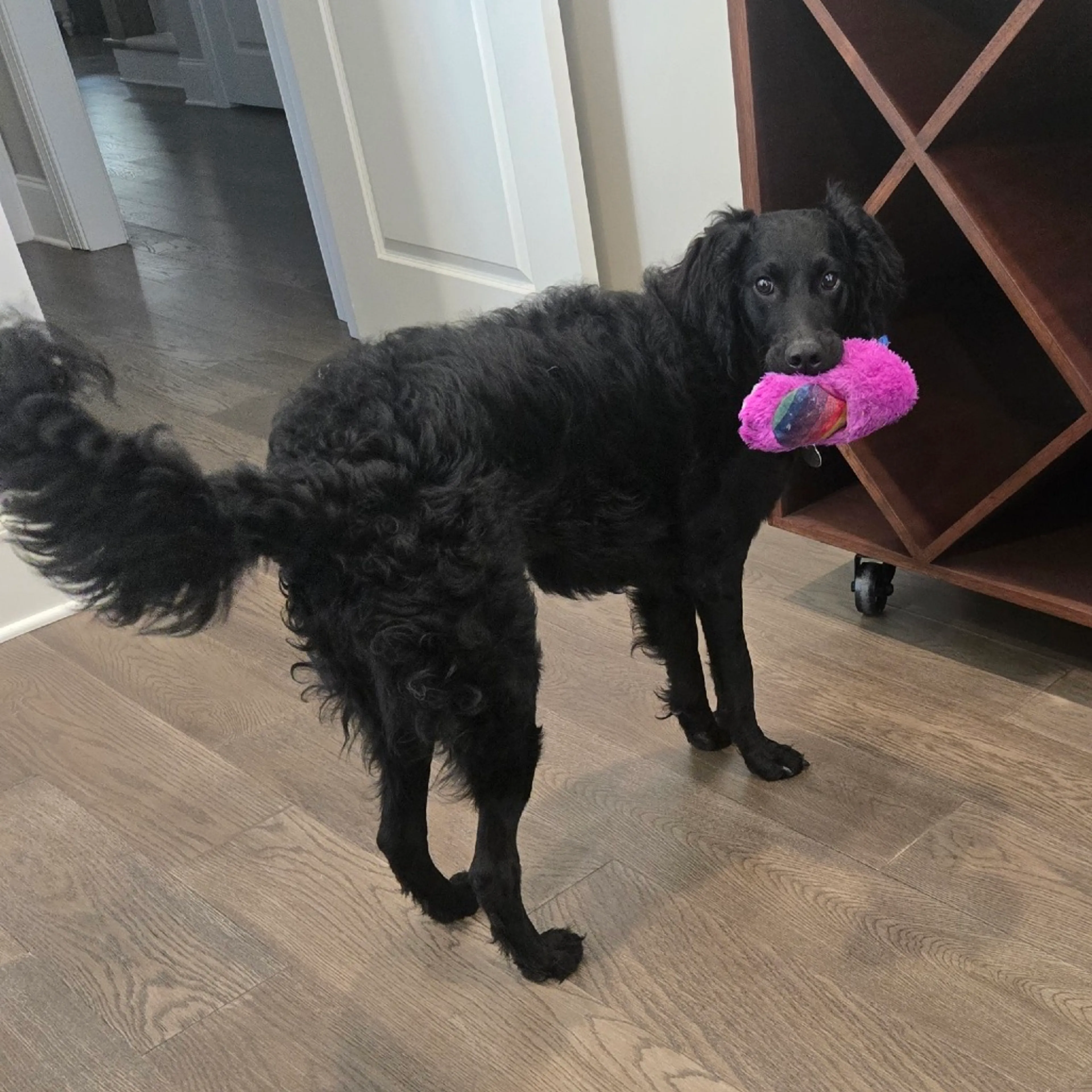 Found pet-5
