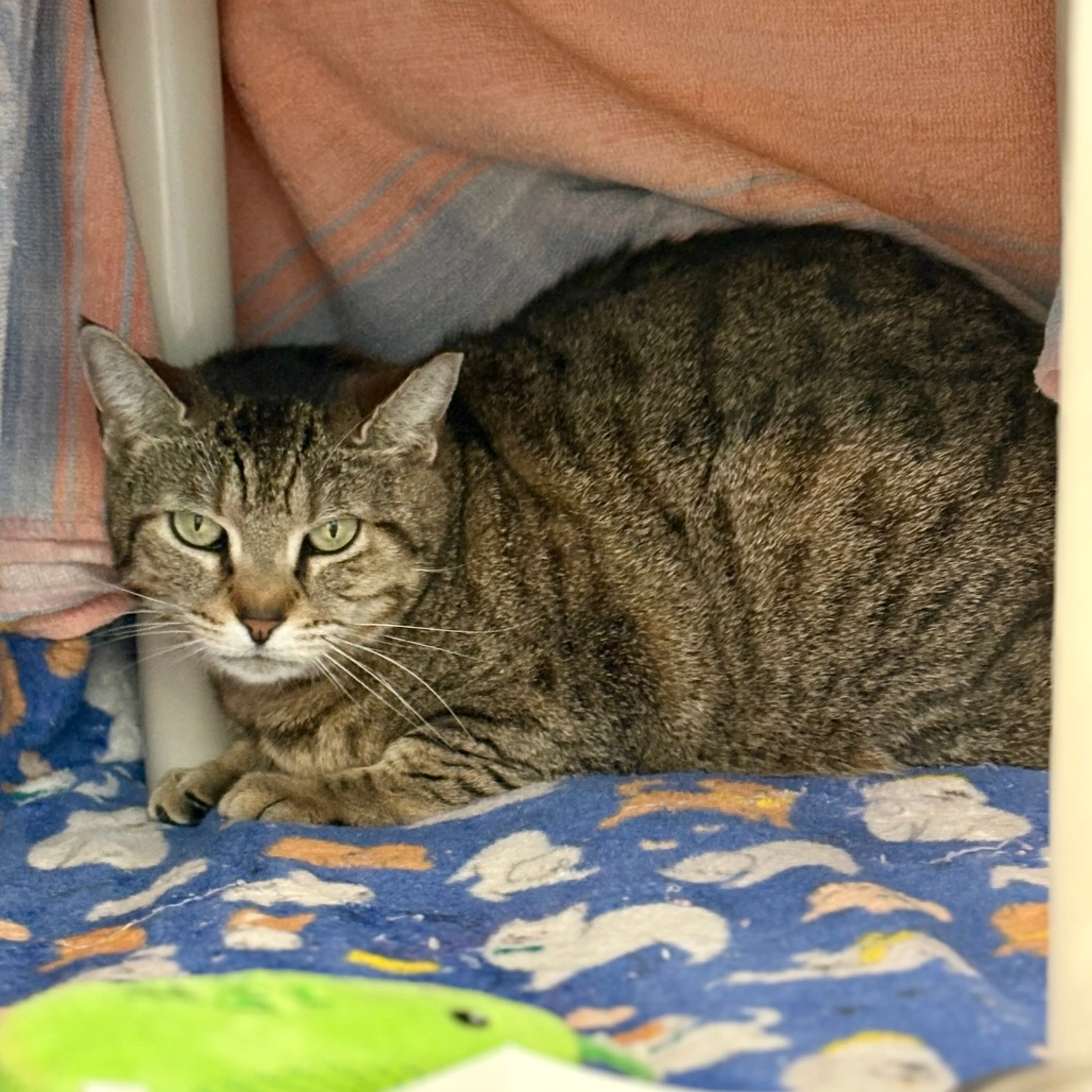 Found pet-2