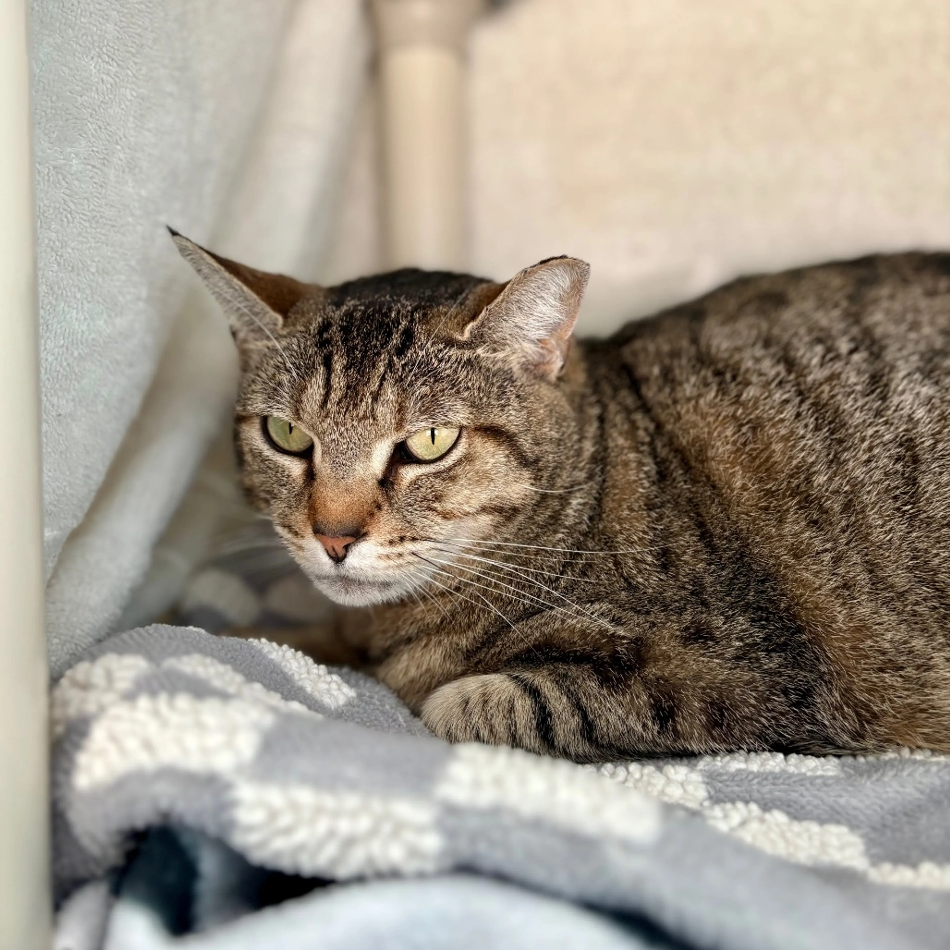 Found pet-5