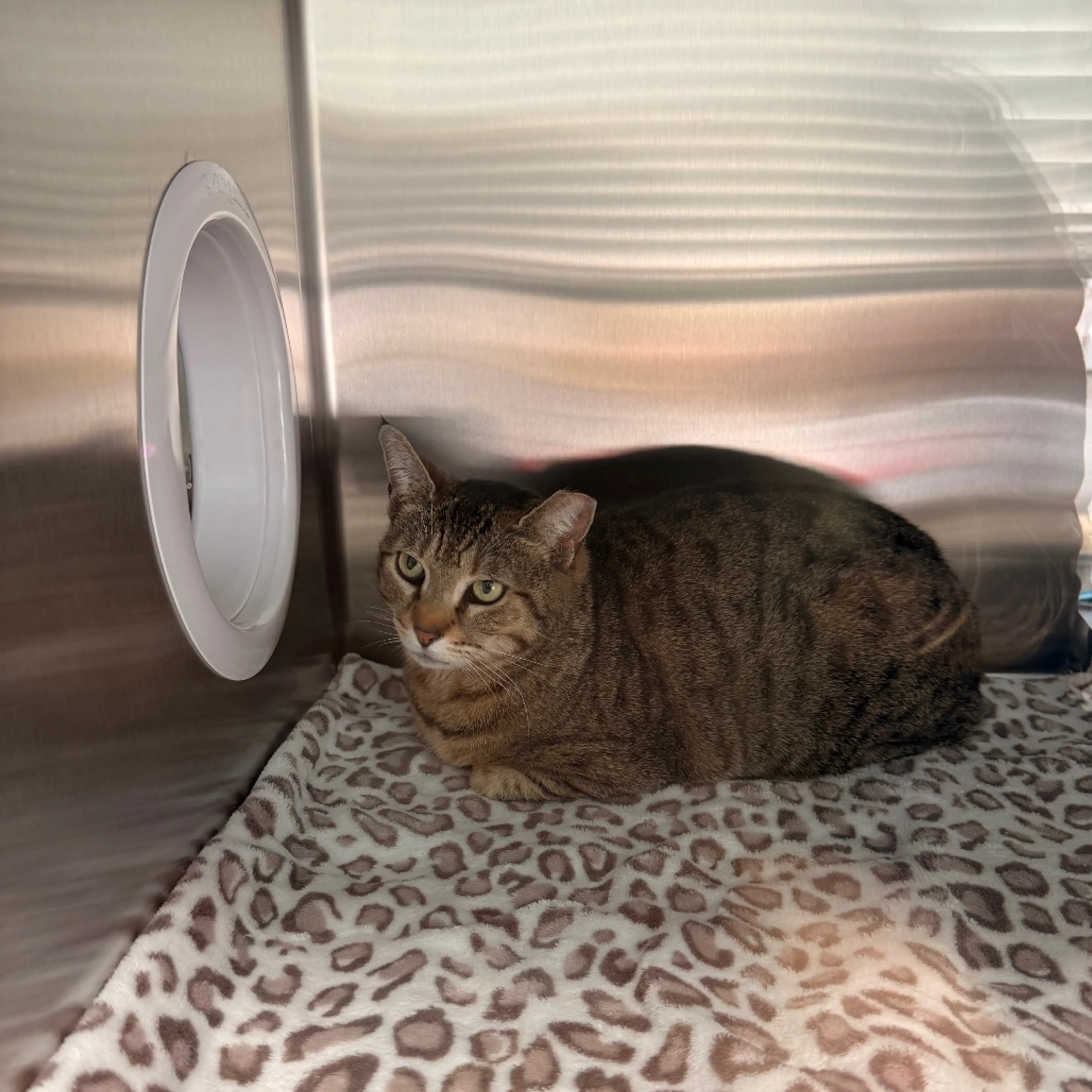 Found pet-0