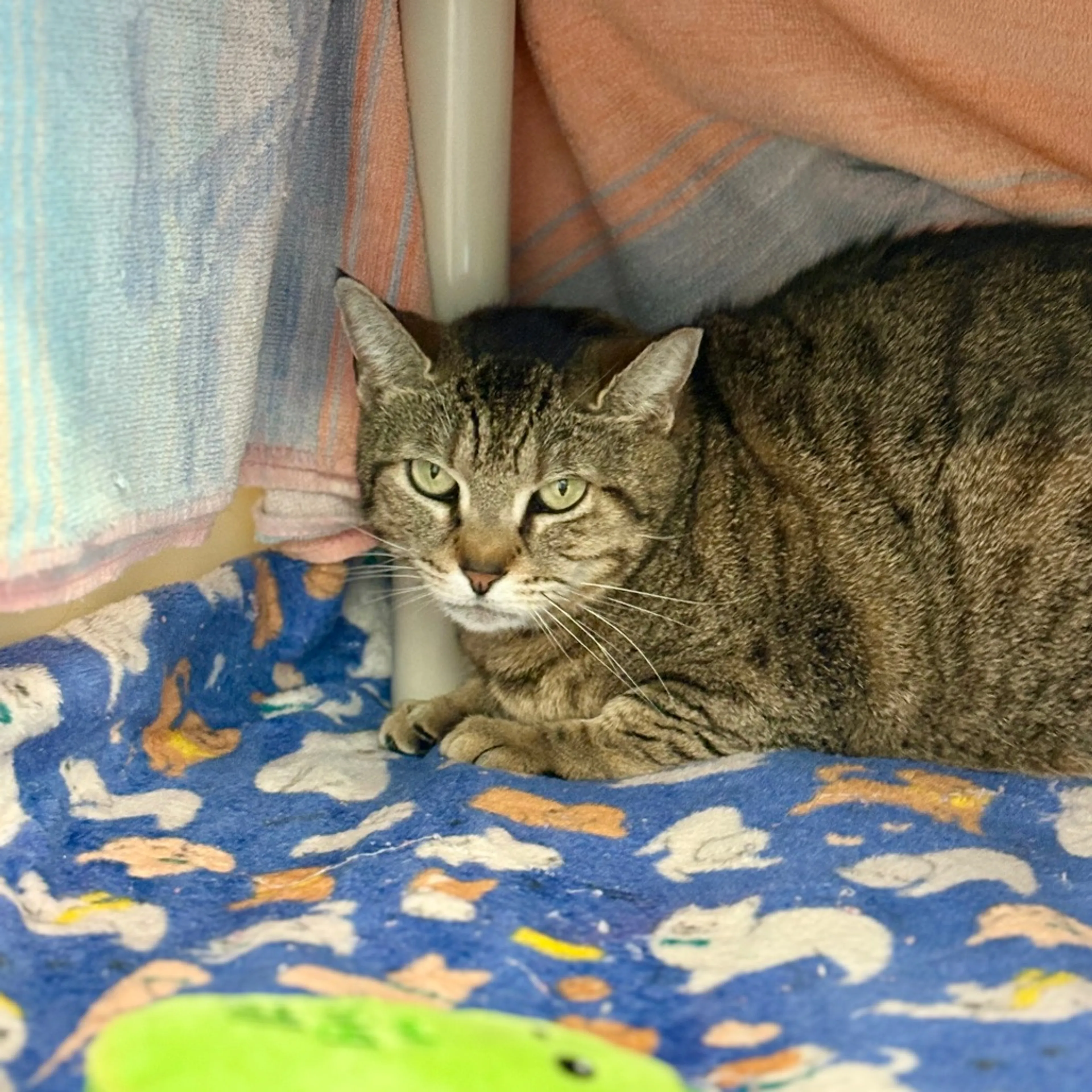 Found pet-1