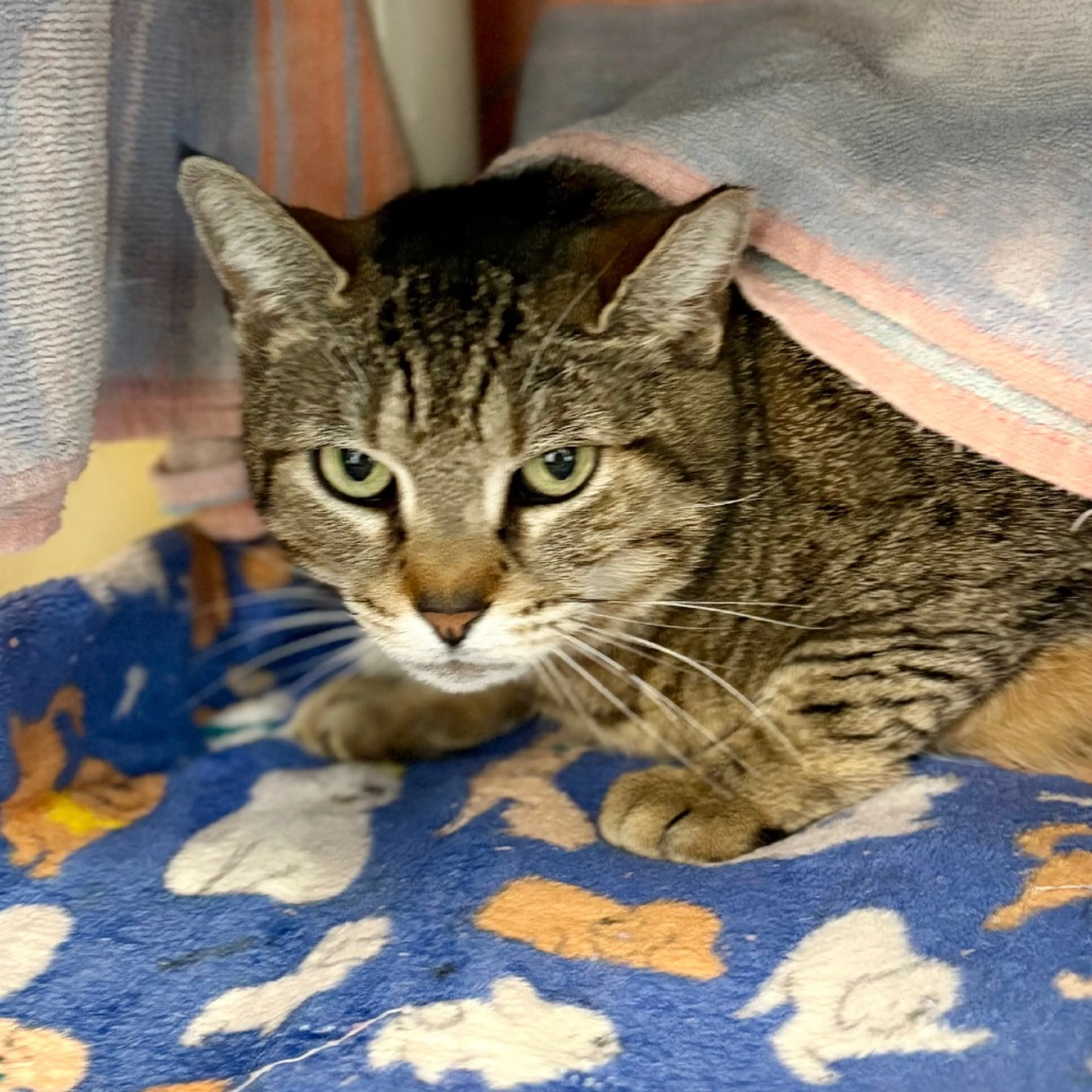 Found pet-3