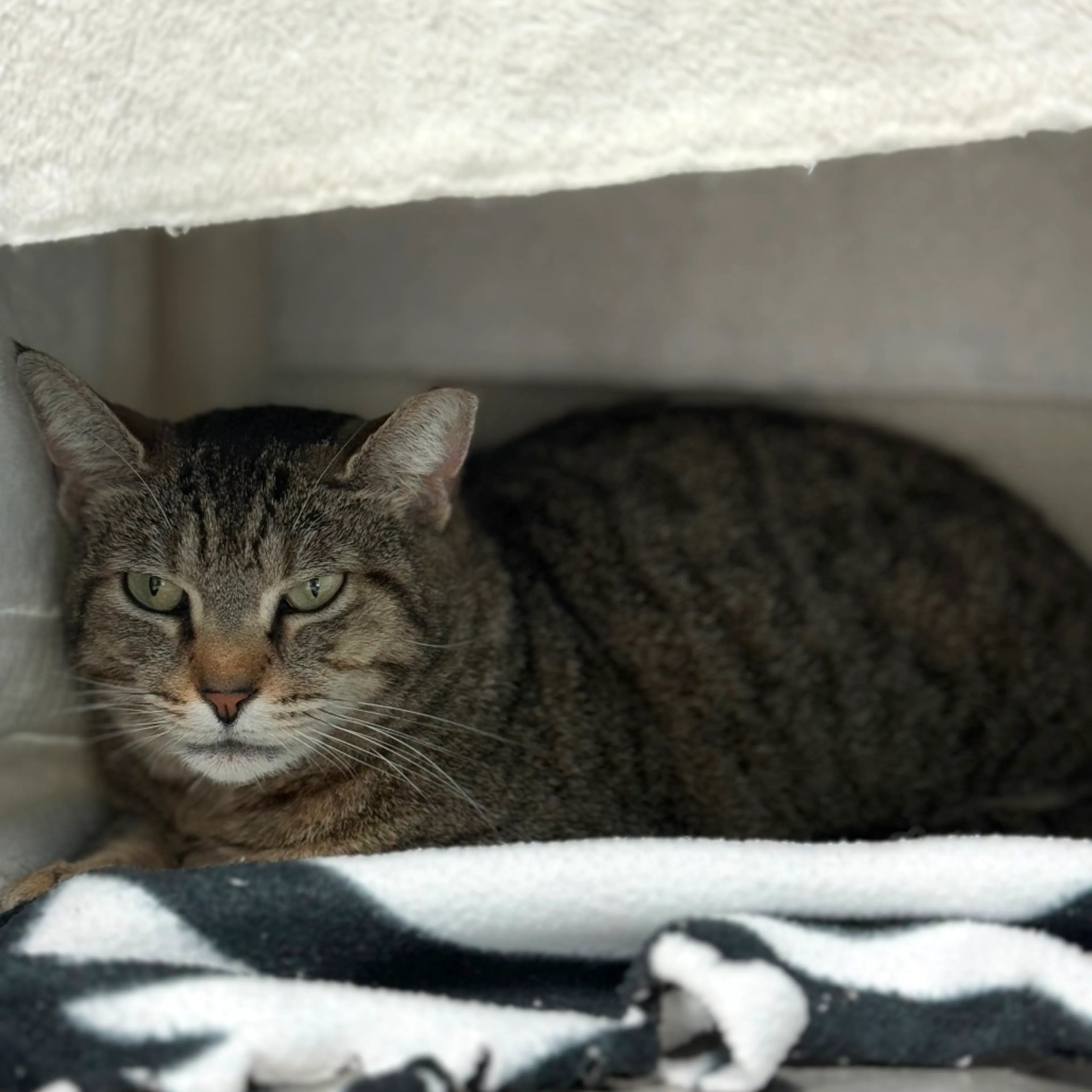 Found pet-4