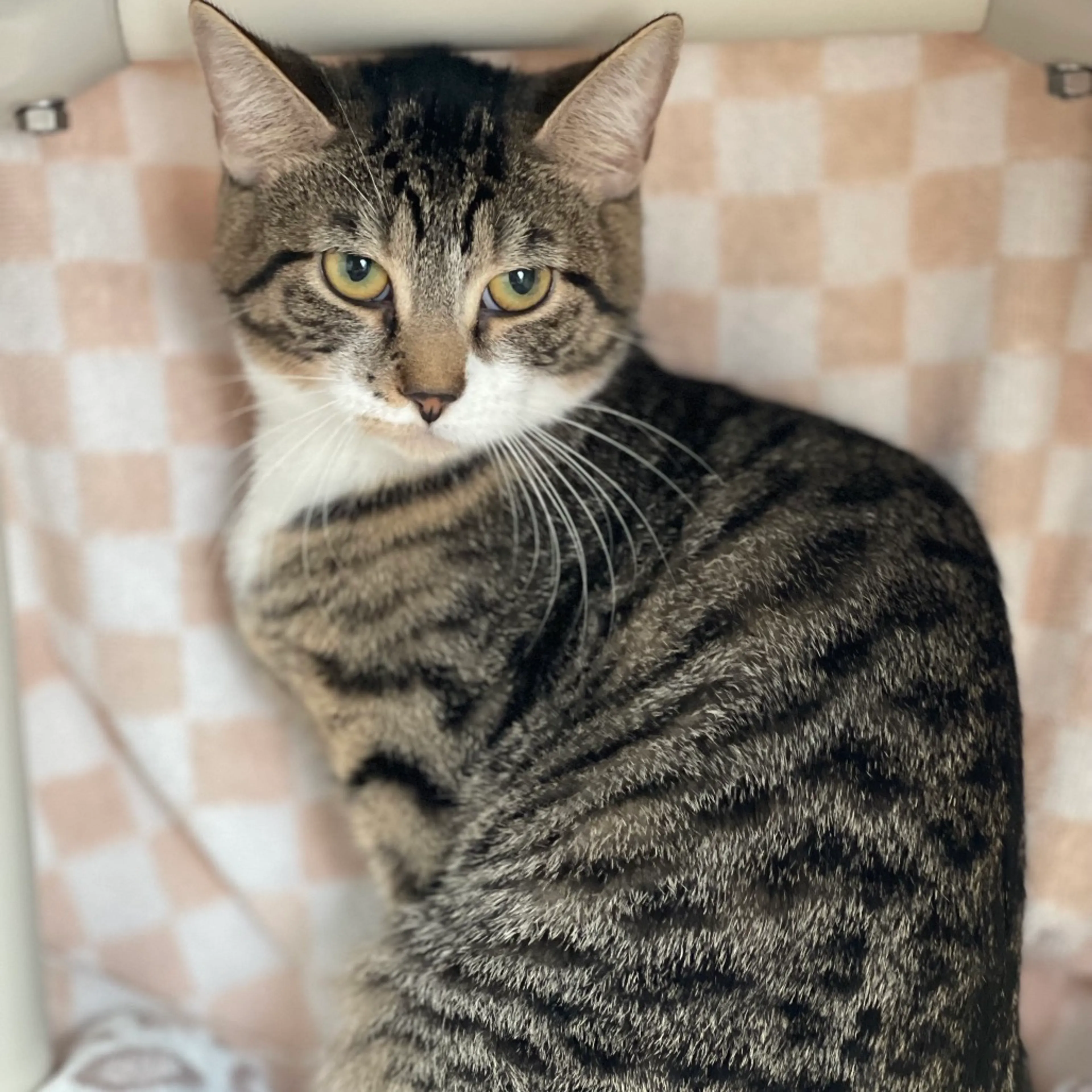 Found pet-2