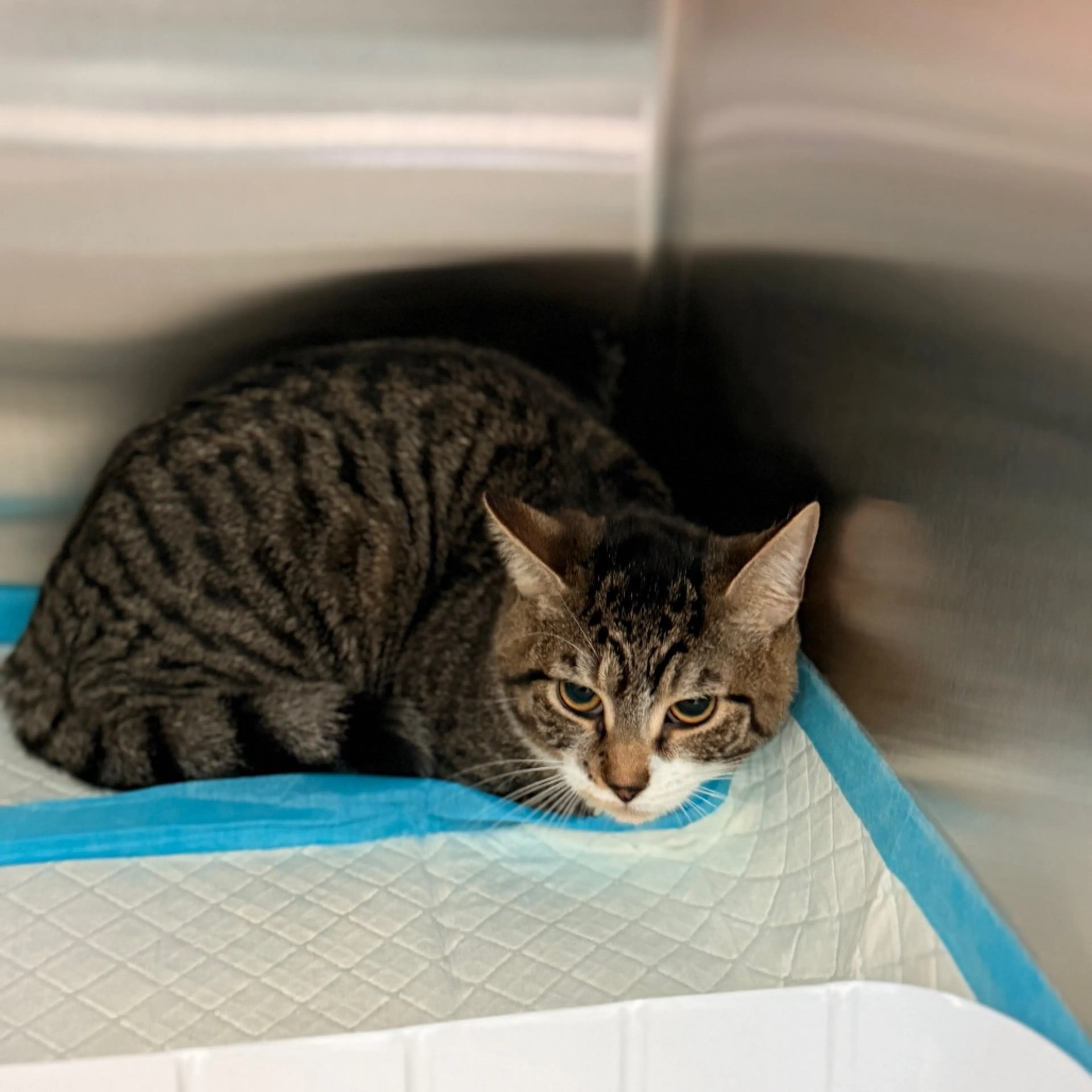Found pet-1