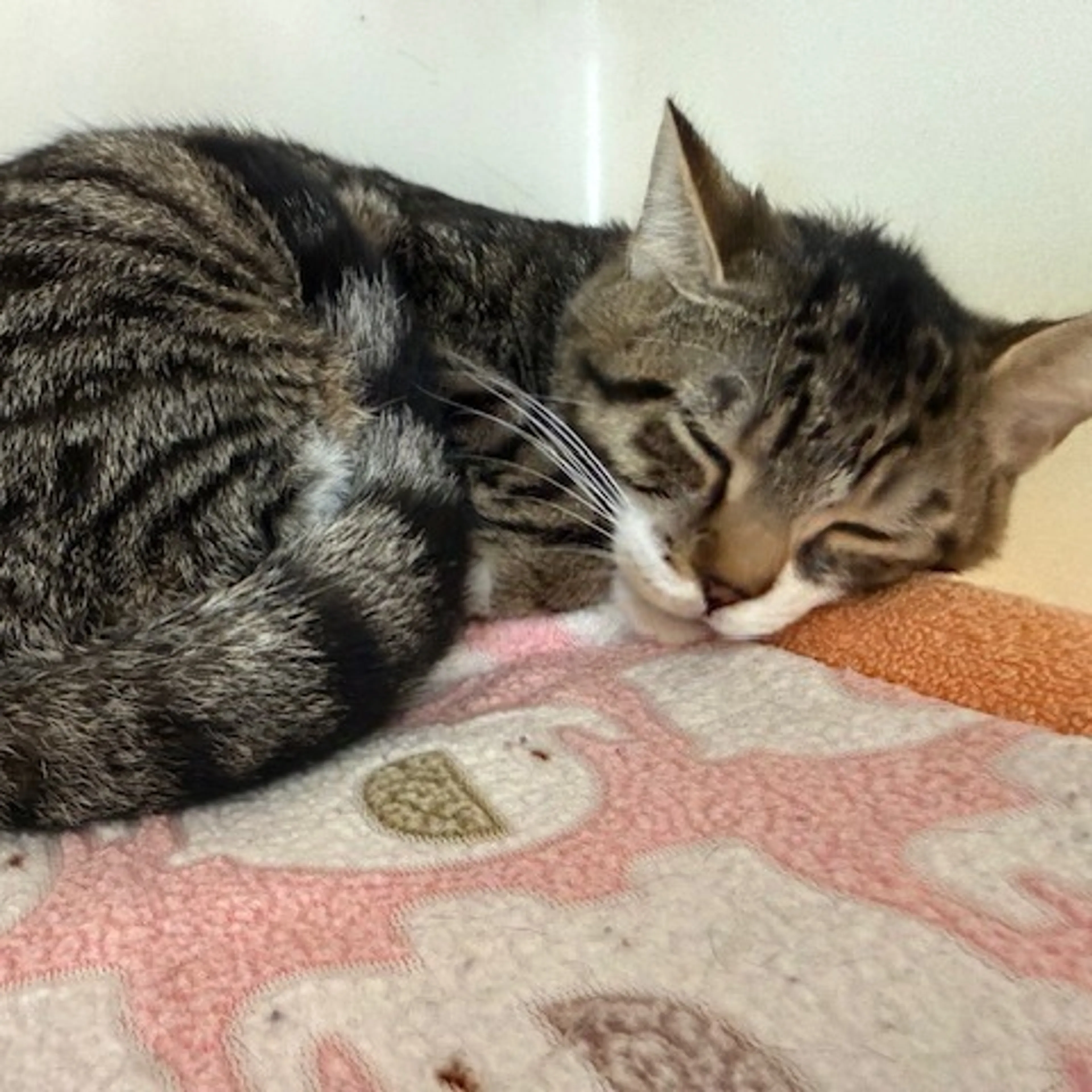 Found pet-3