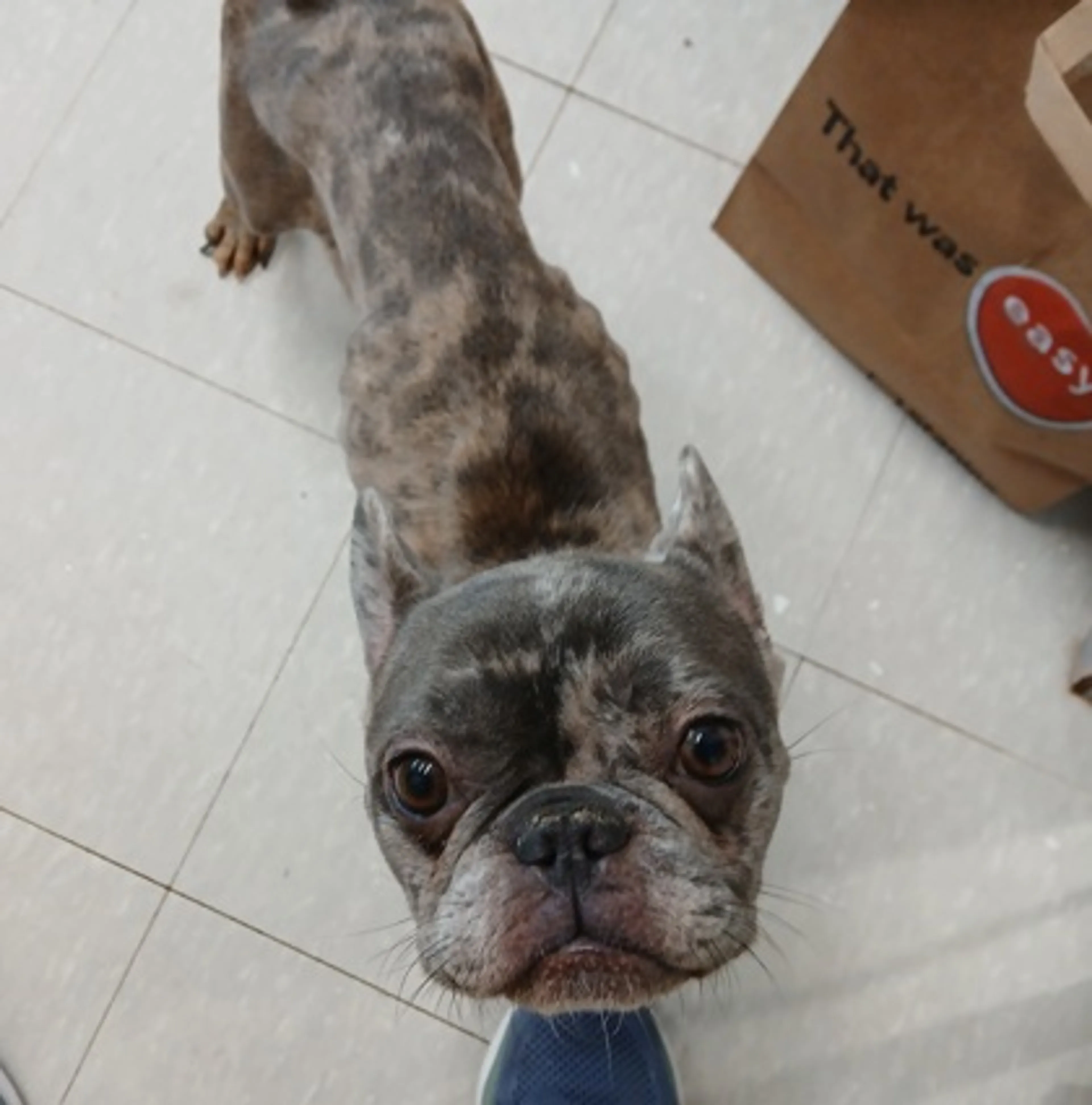 Found pet