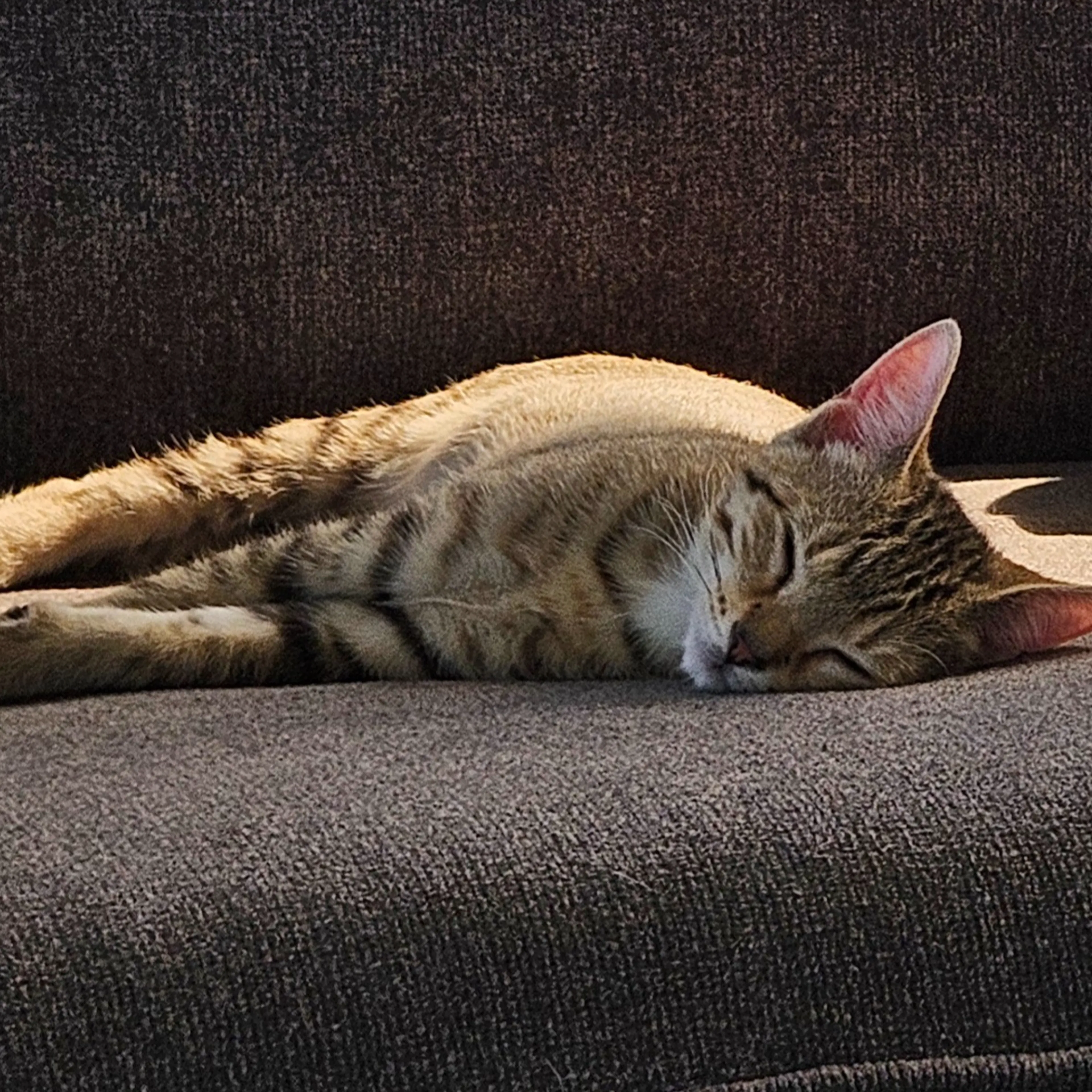 Lost pet-1