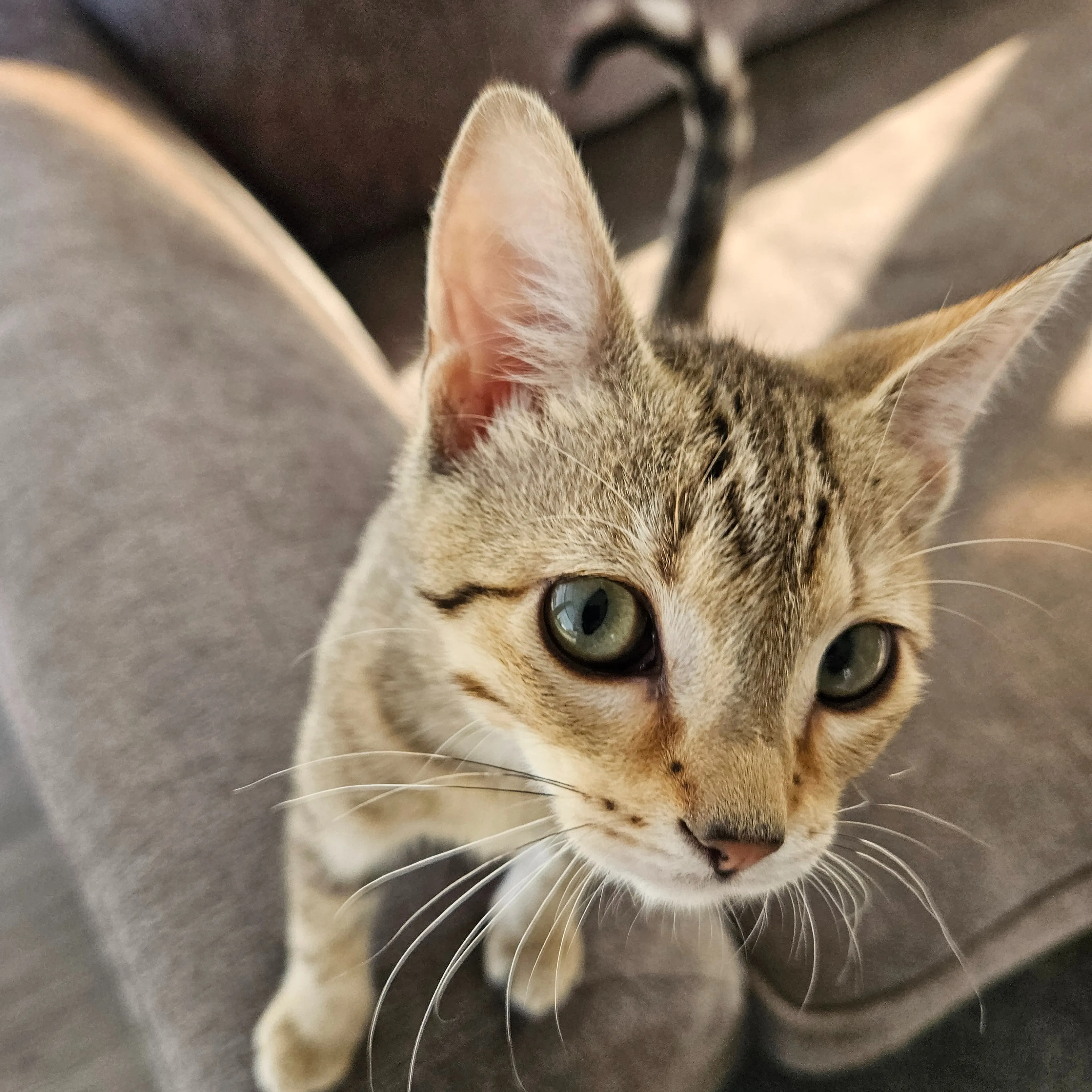 Lost pet-2