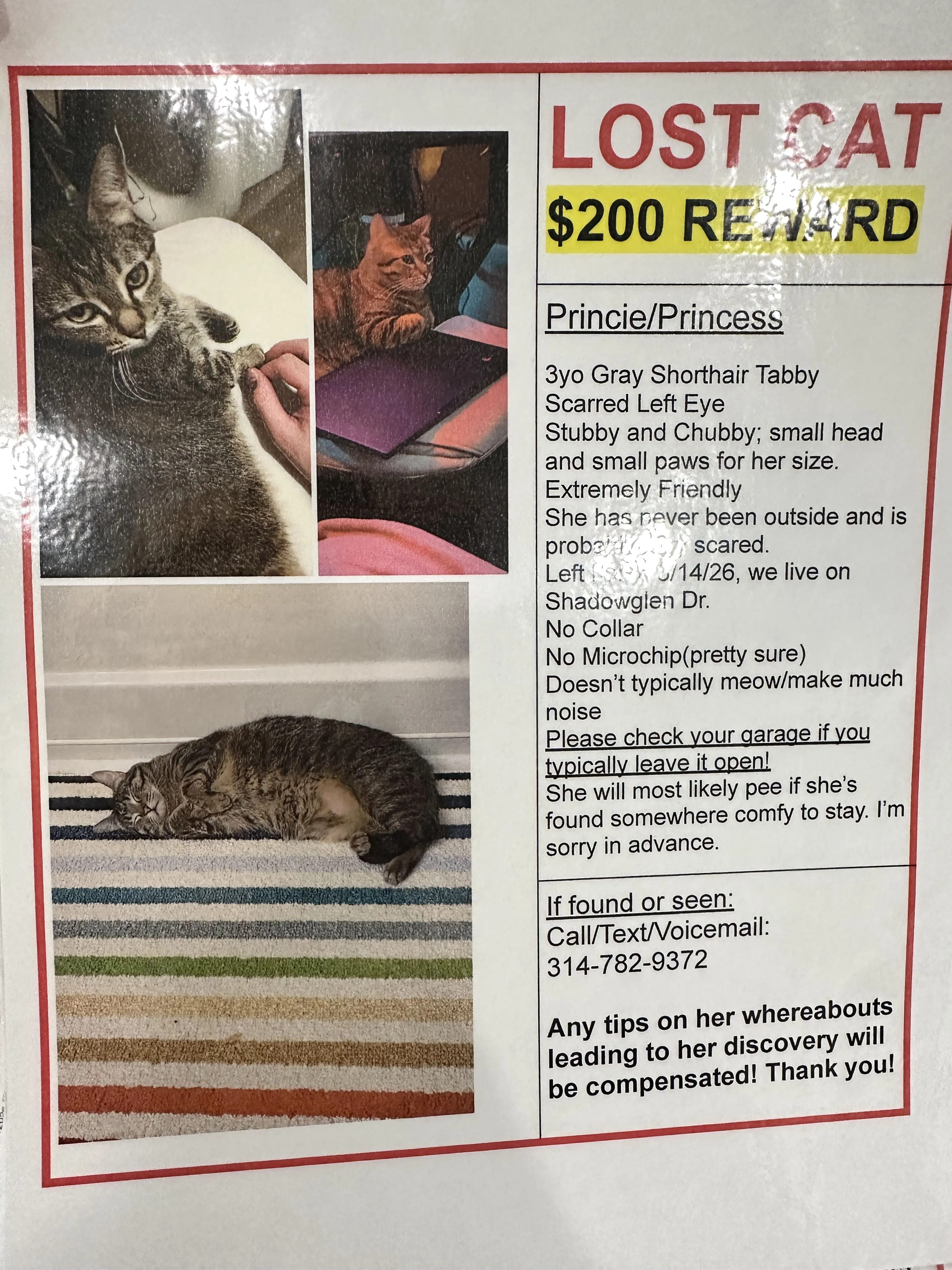 Lost pet