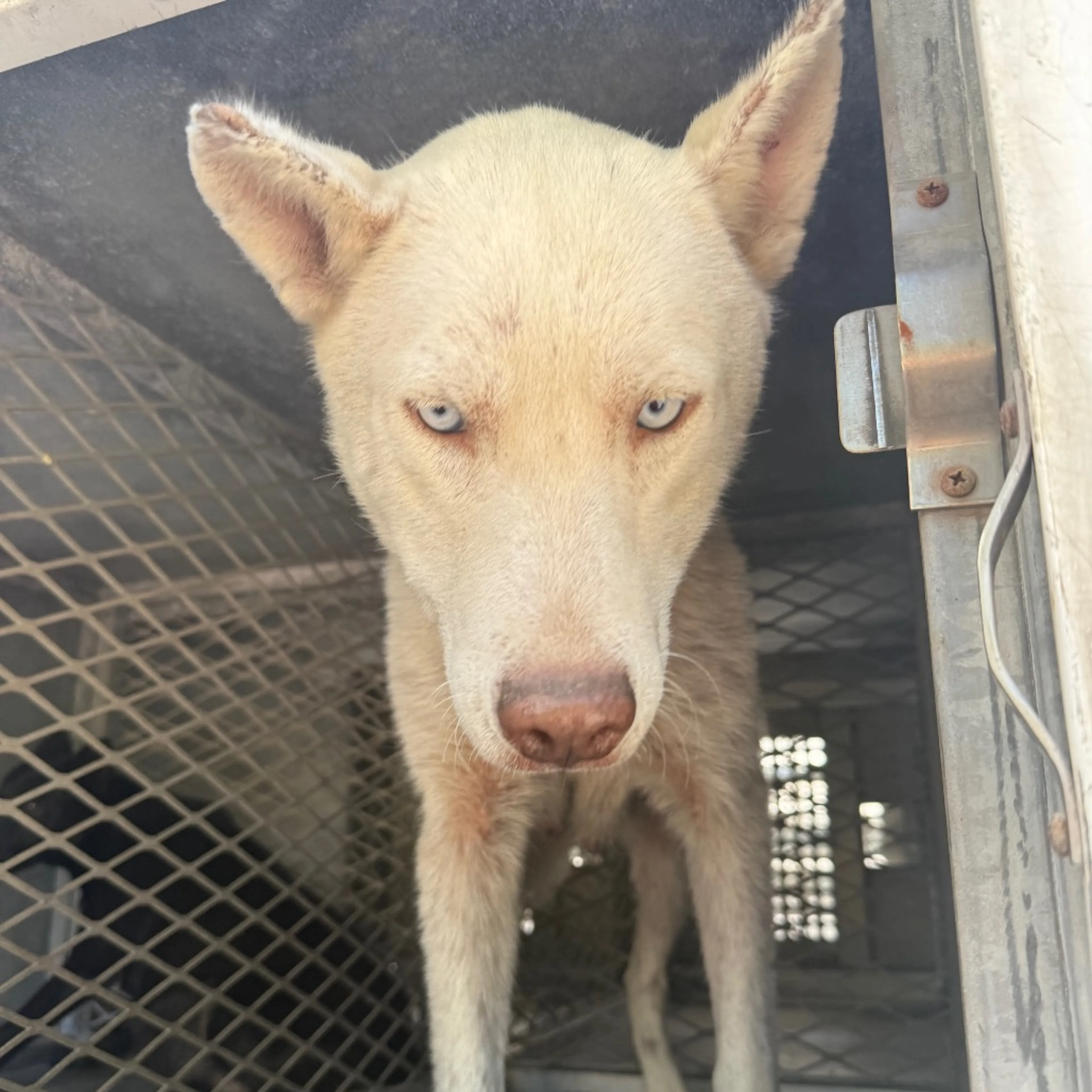 Found pet-1