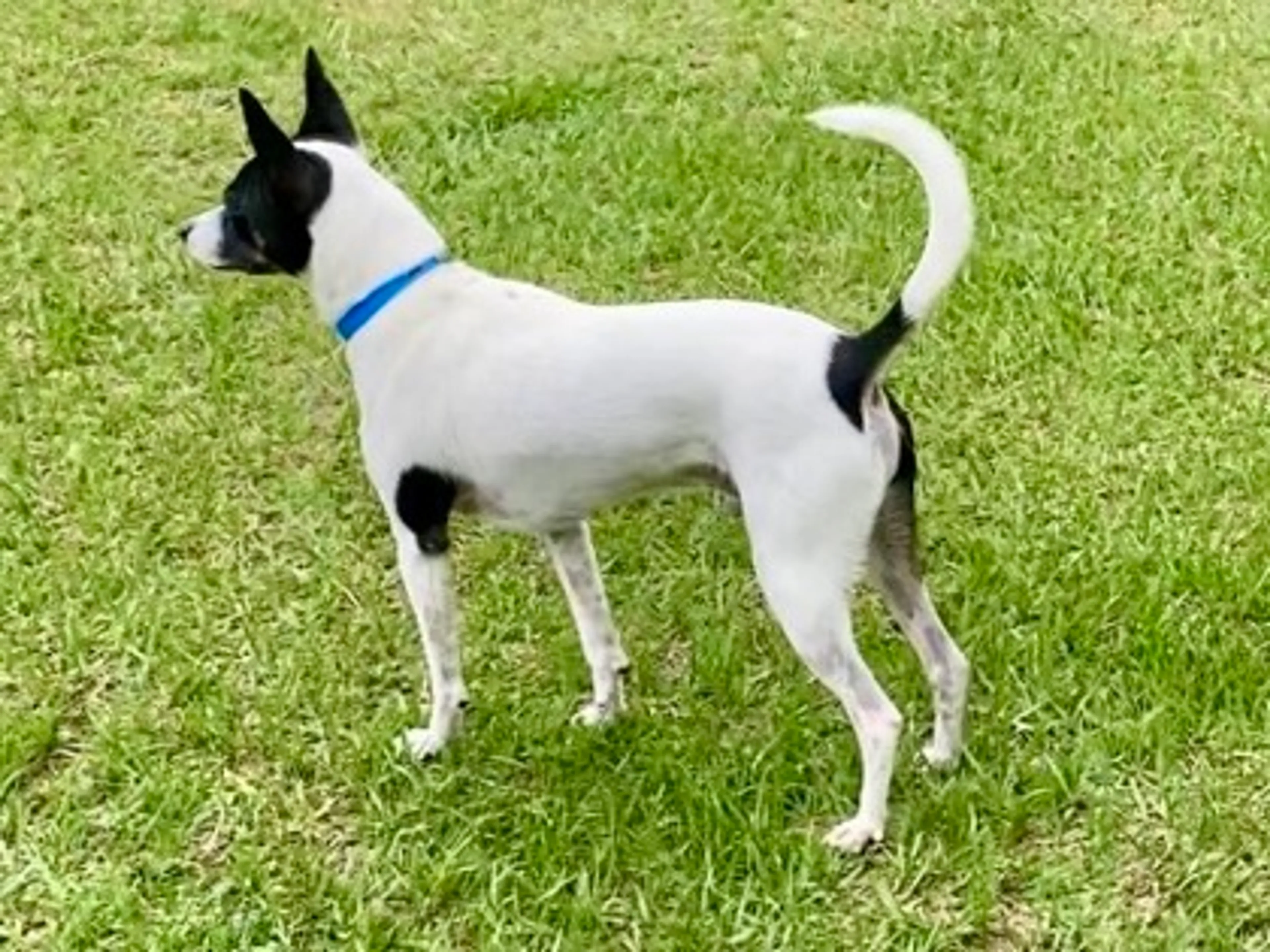 Found pet-2