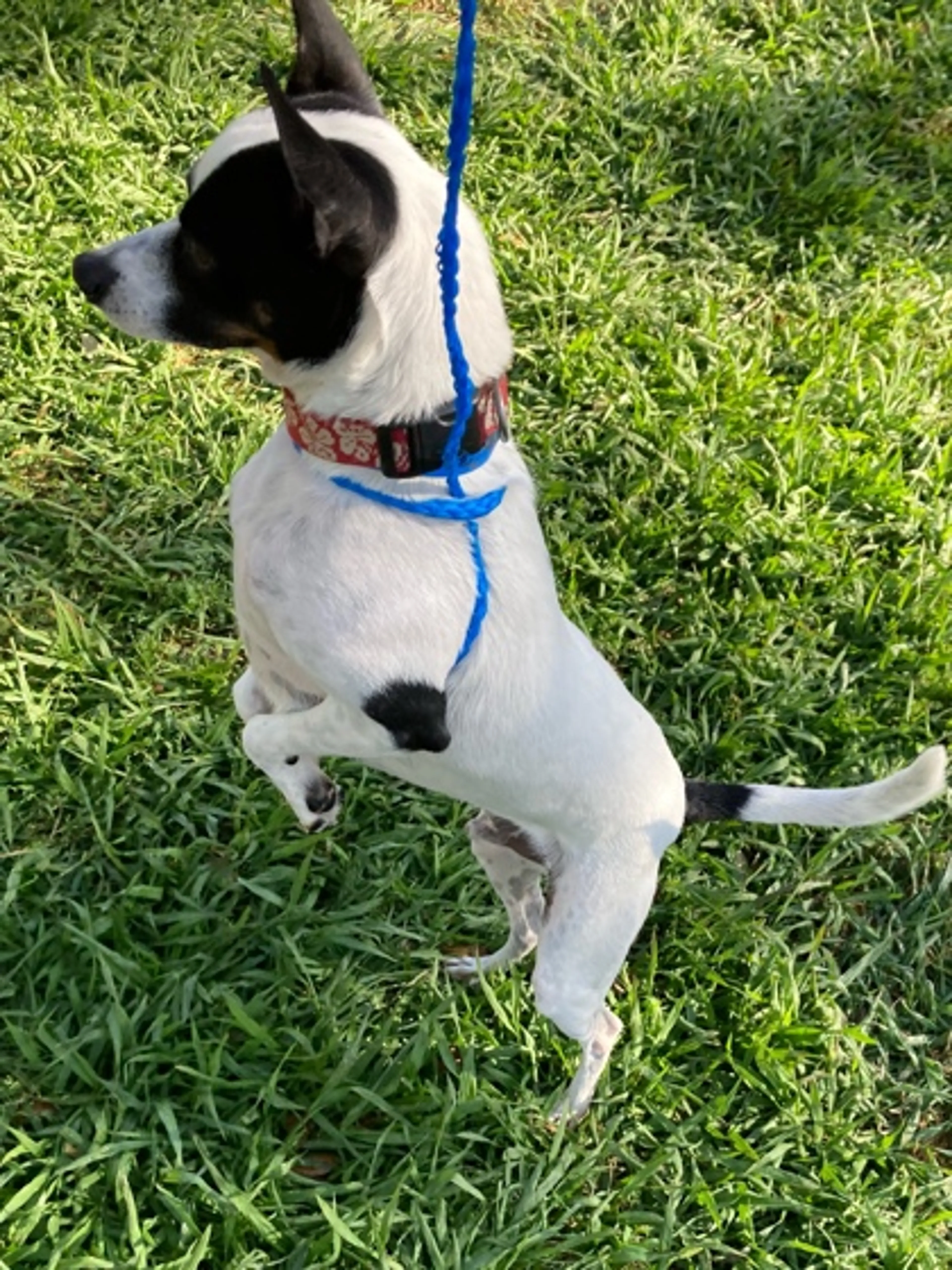 Found pet-1