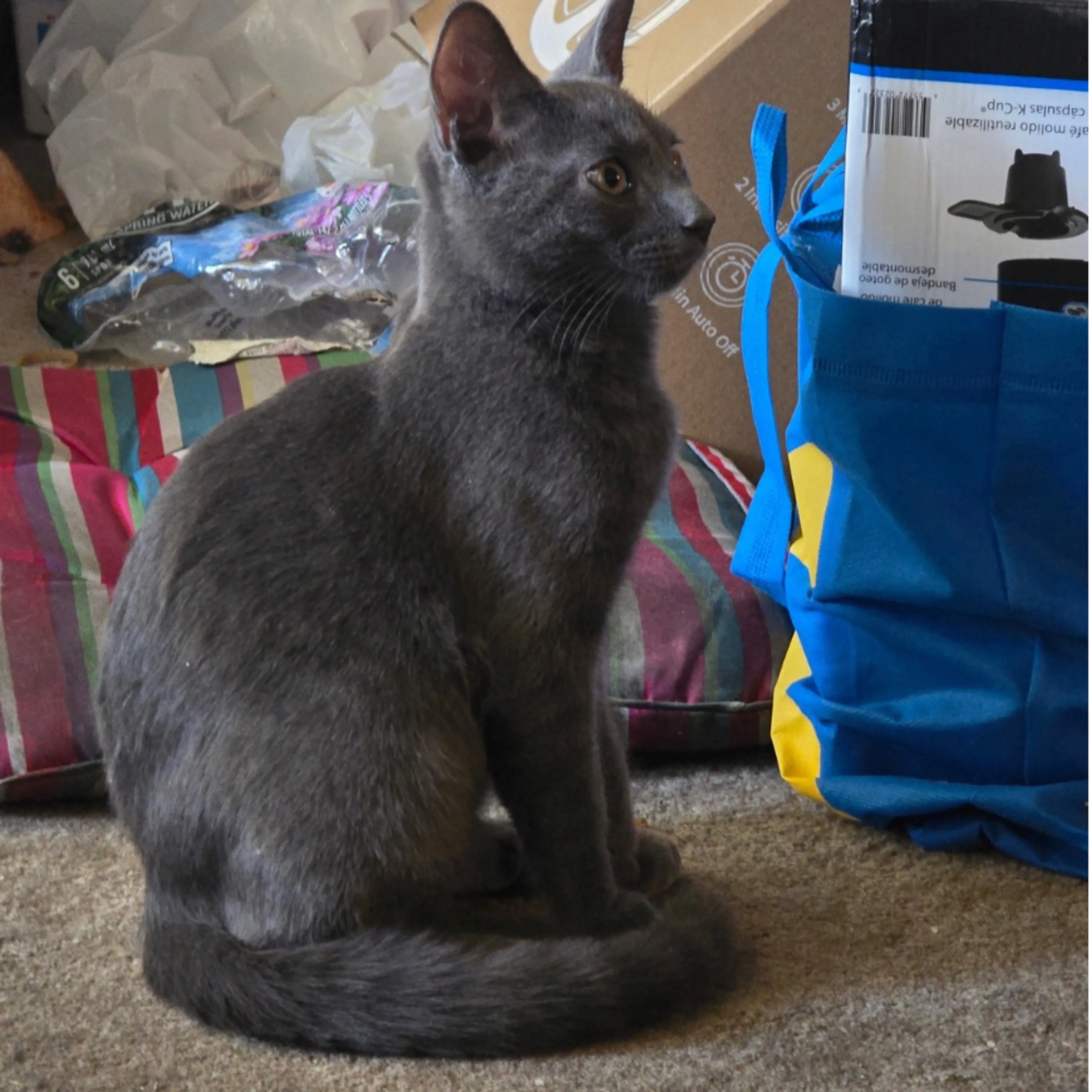 Lost pet