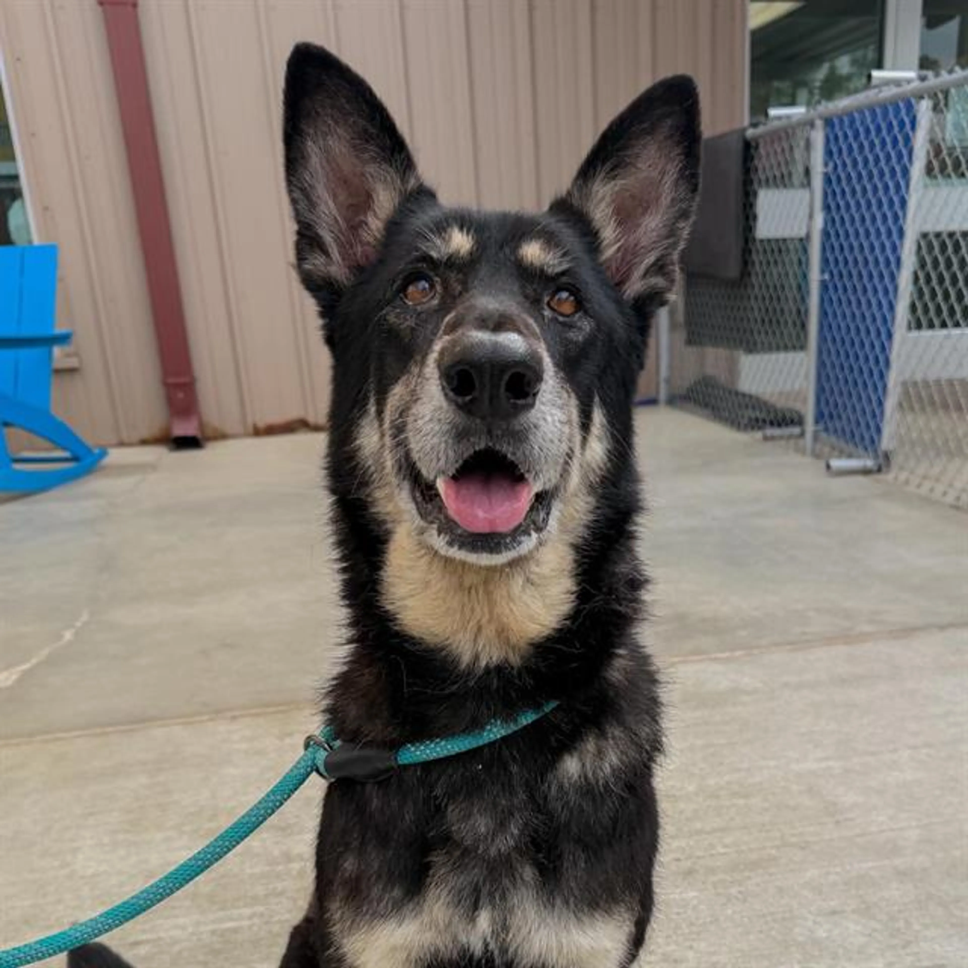 Found pet