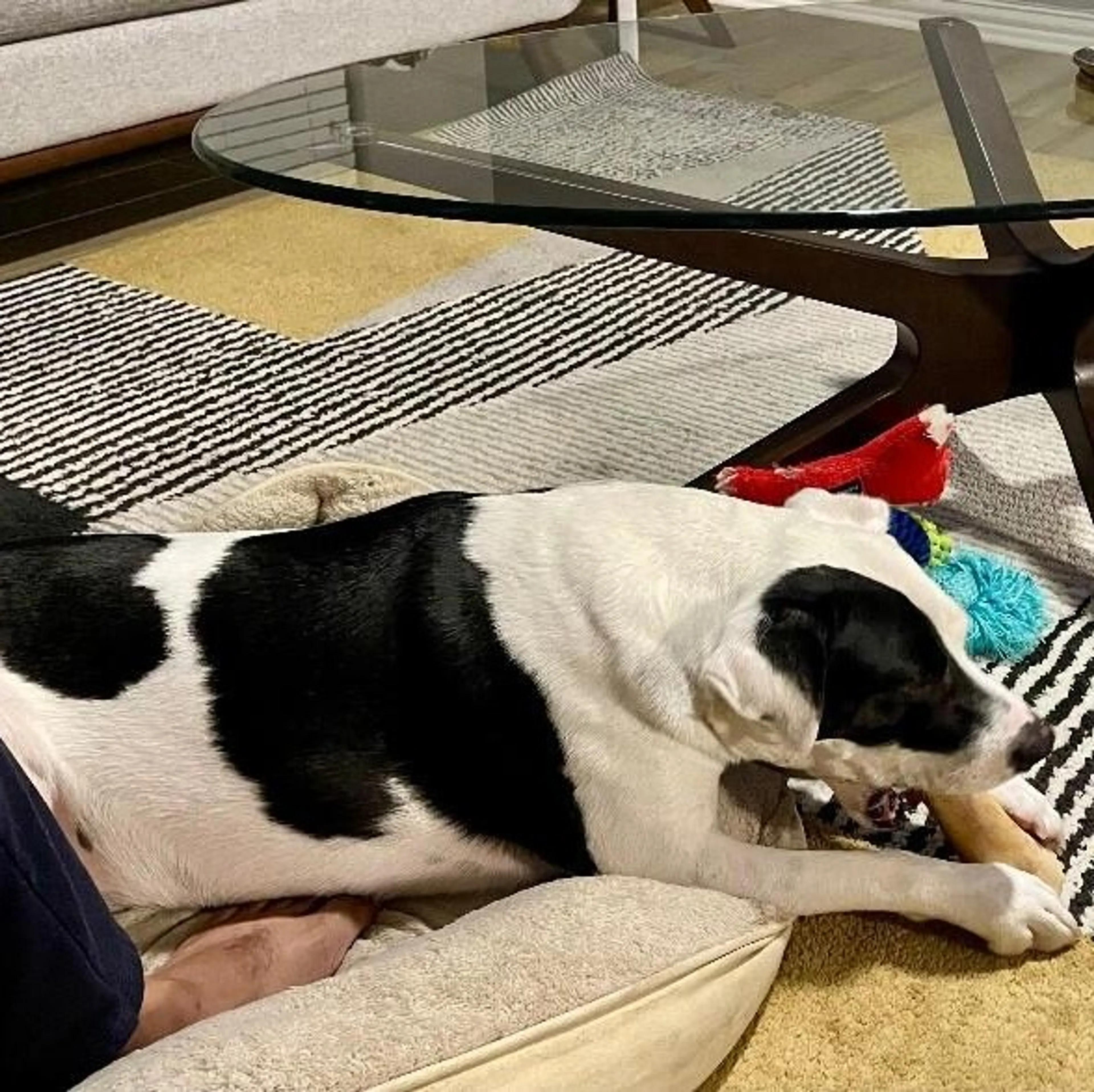 Found pet-2