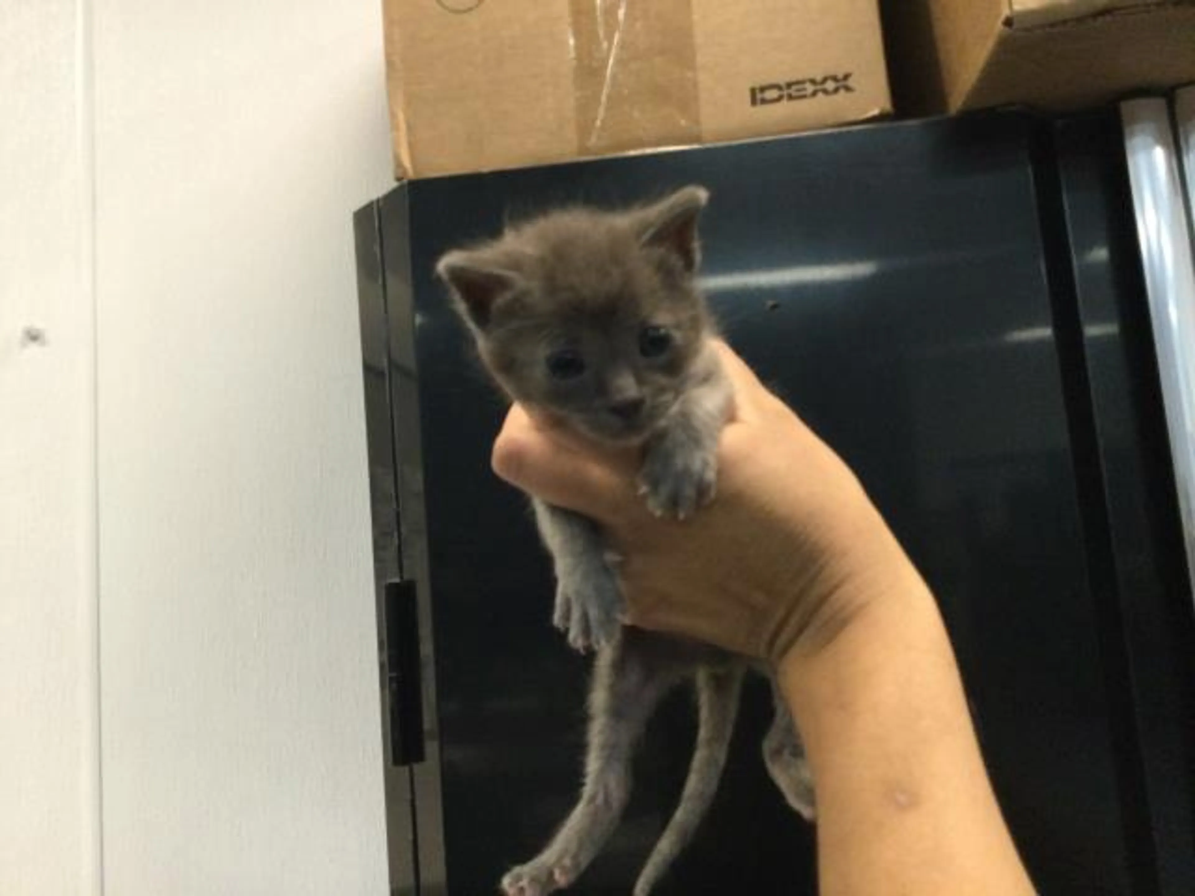 Found pet