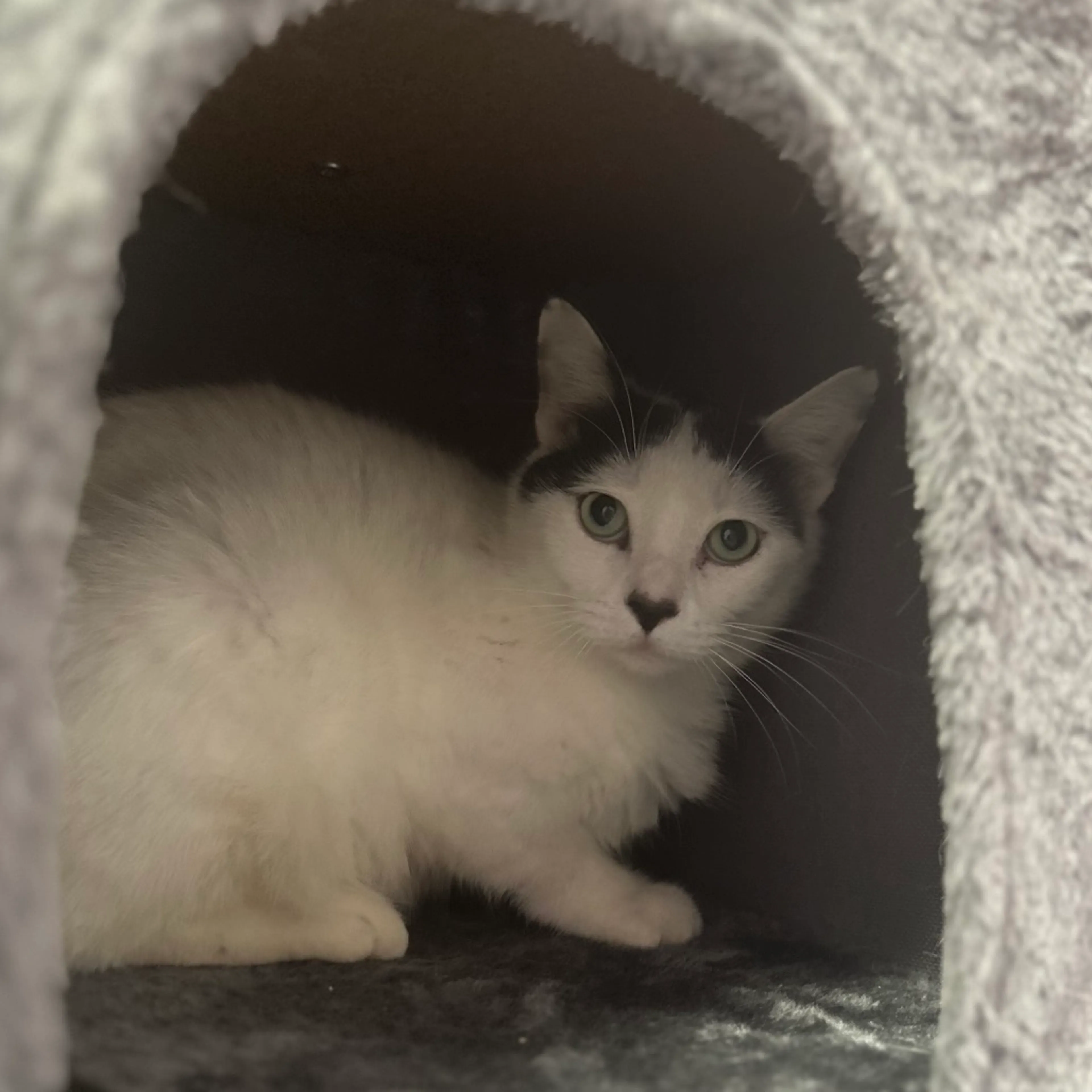 Found pet-2