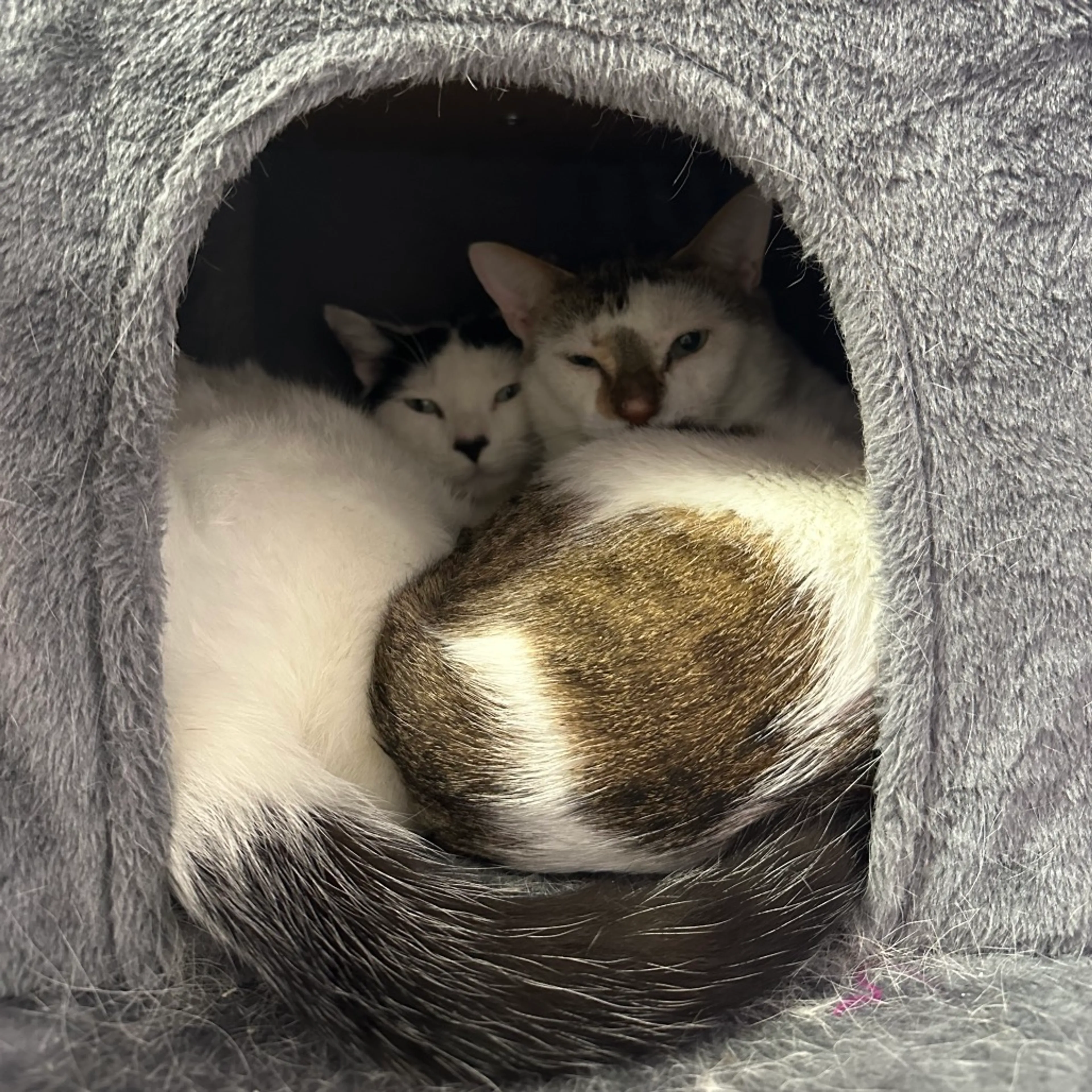 Found pet-4