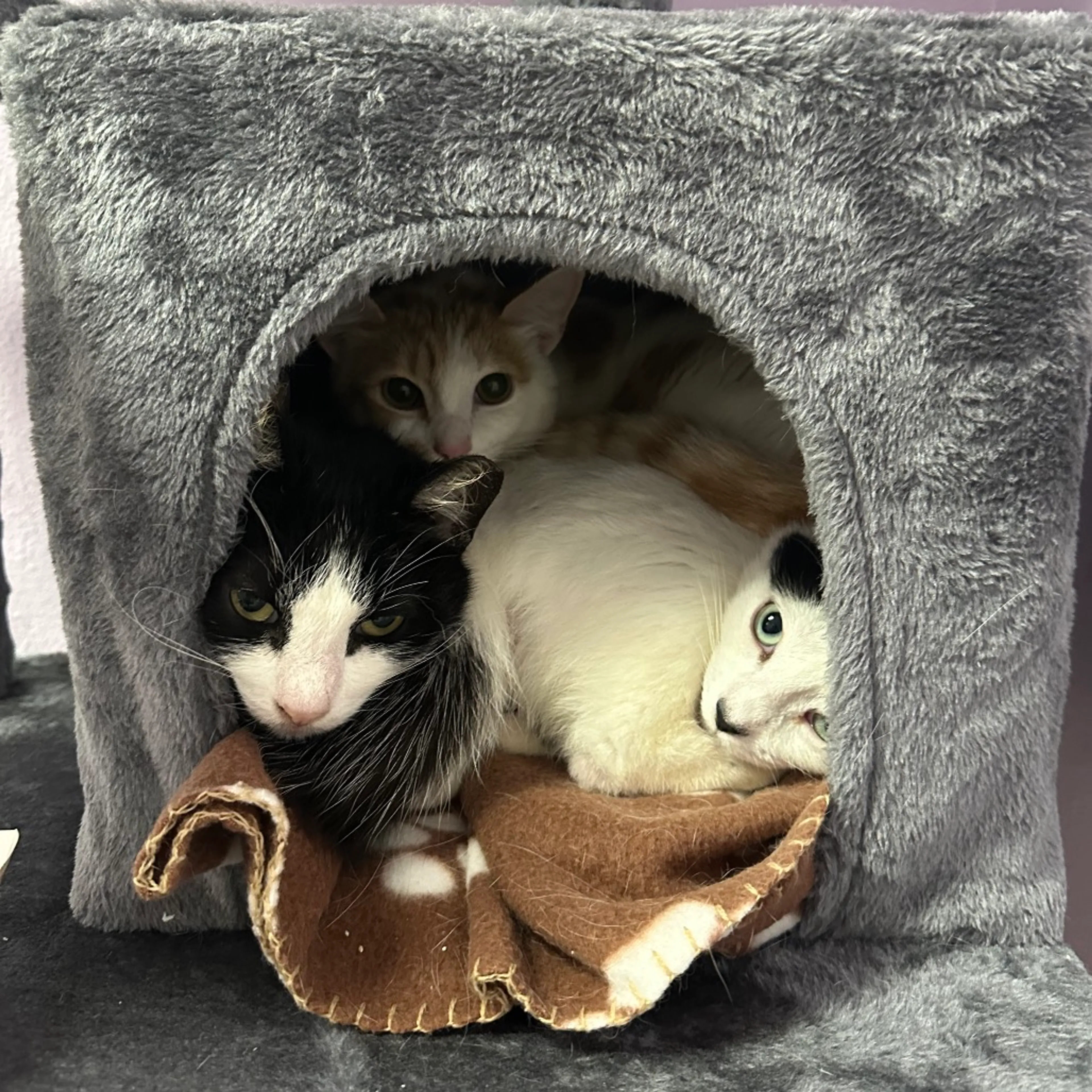 Found pet-3