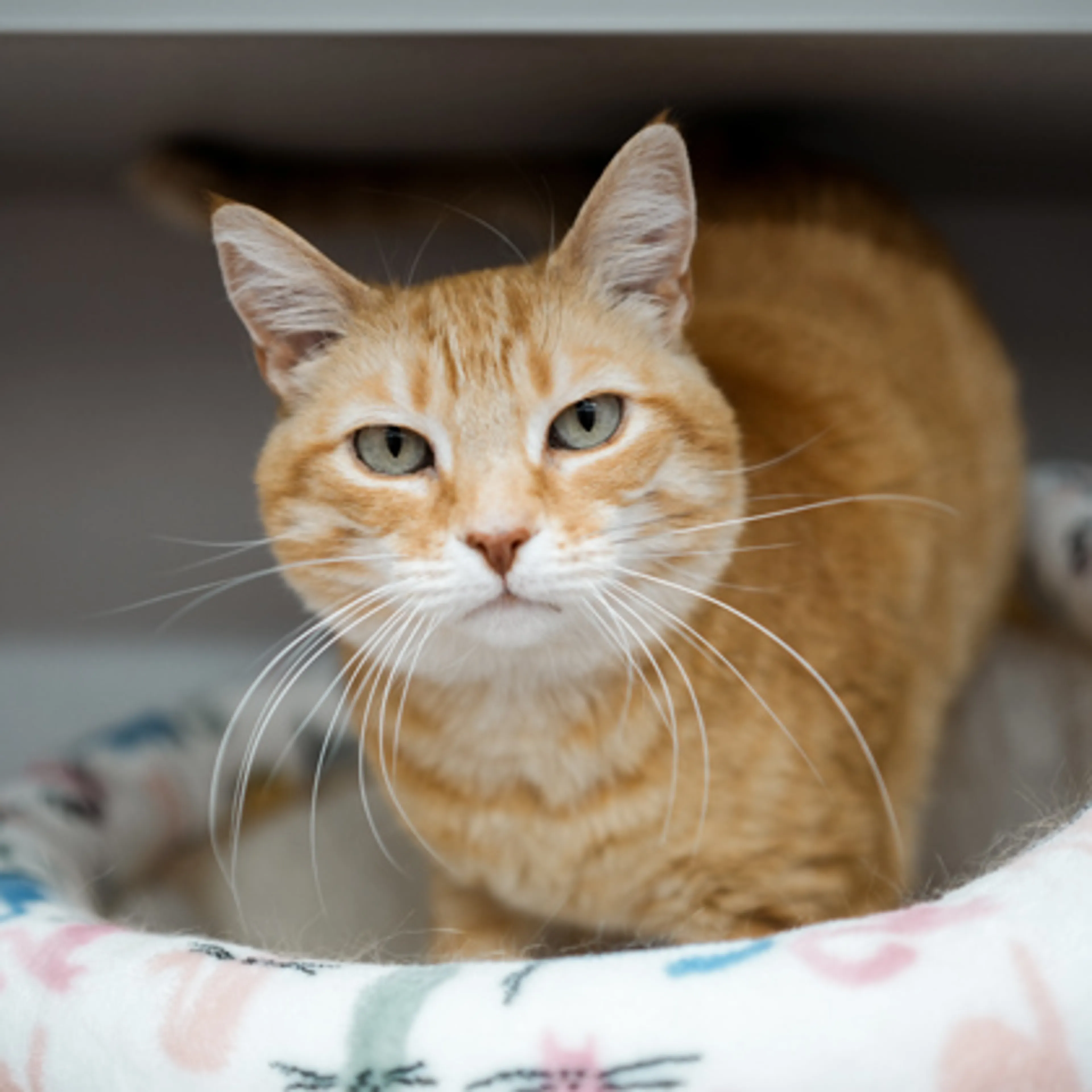 Found pet-1