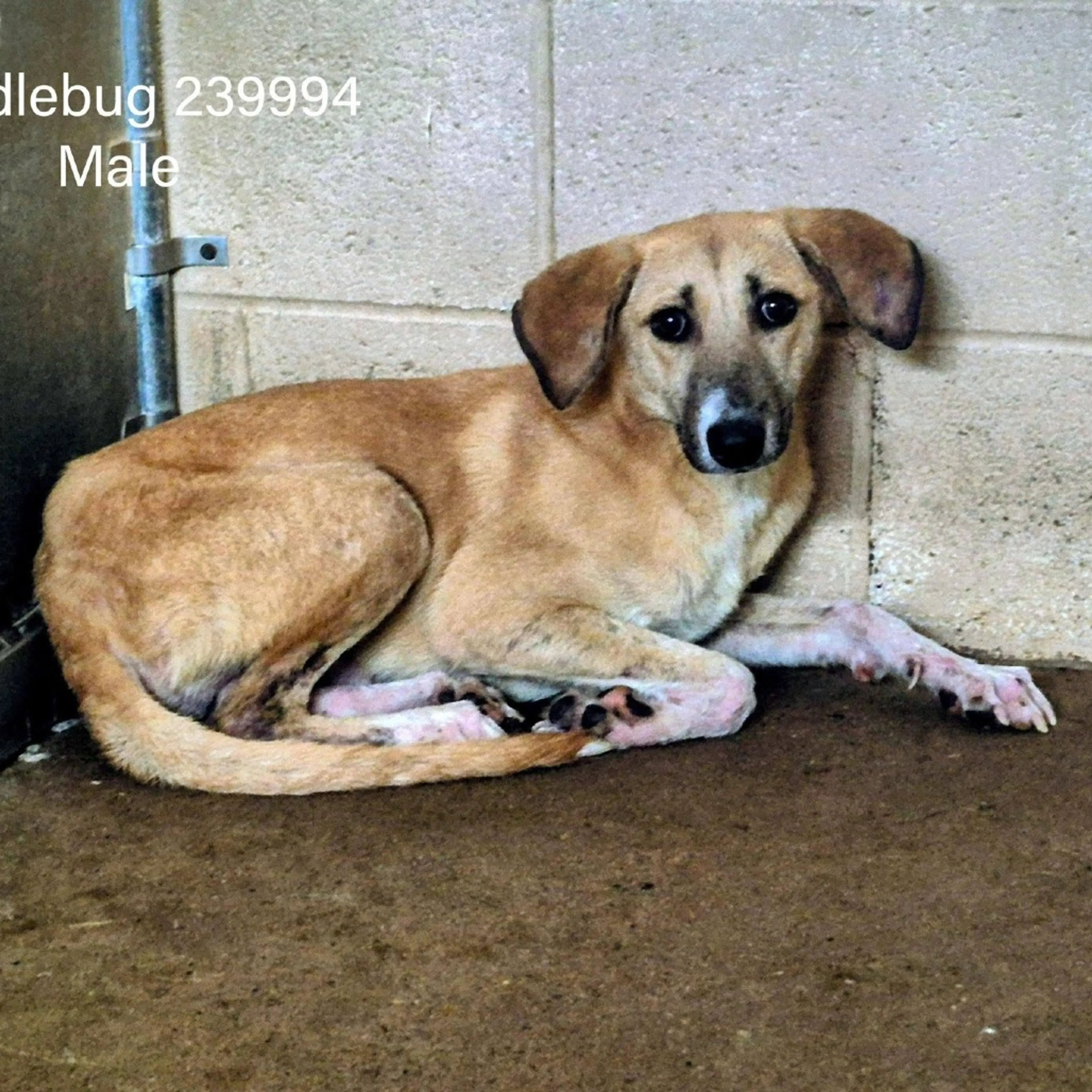 Found pet-2