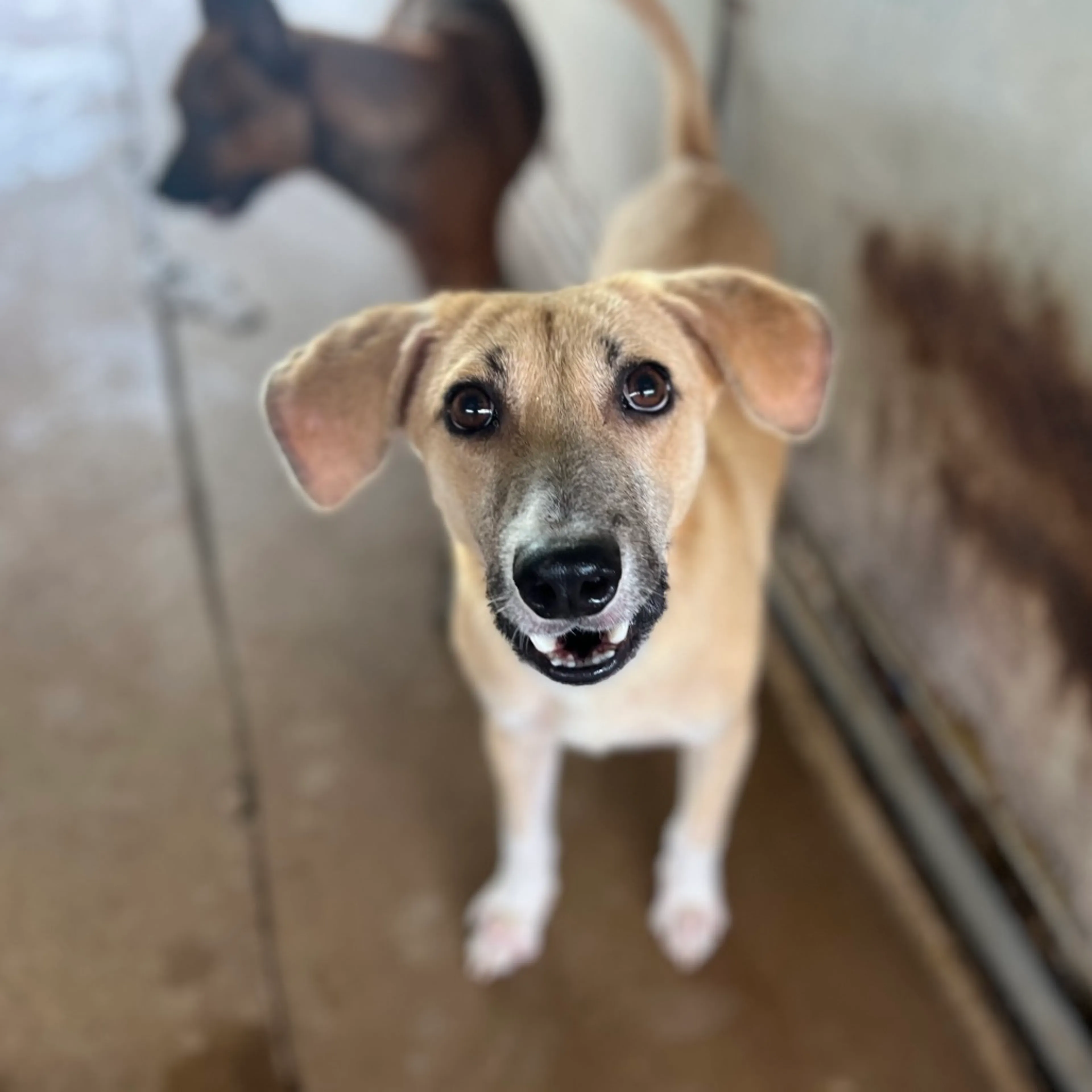 Found pet-3