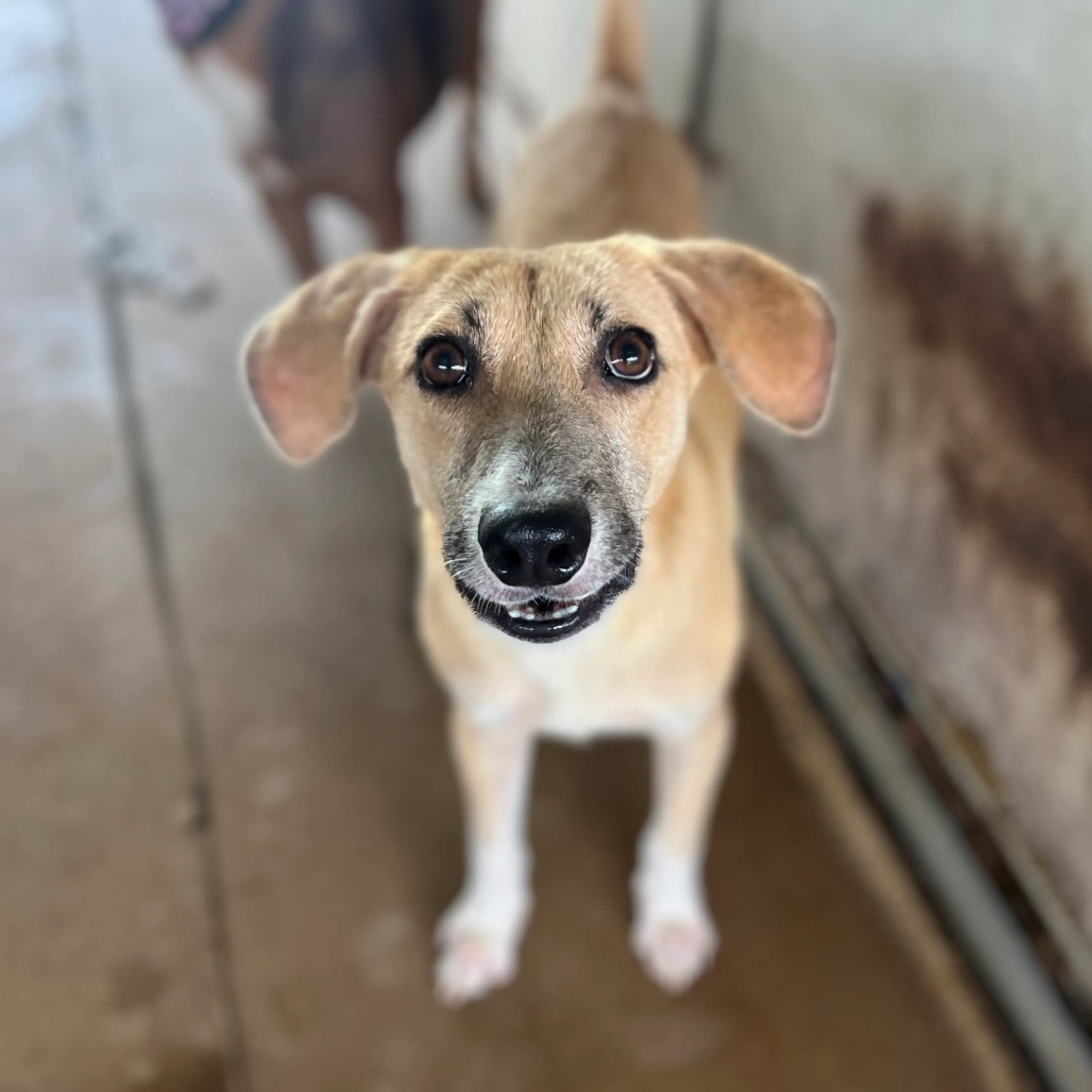 Found pet-4