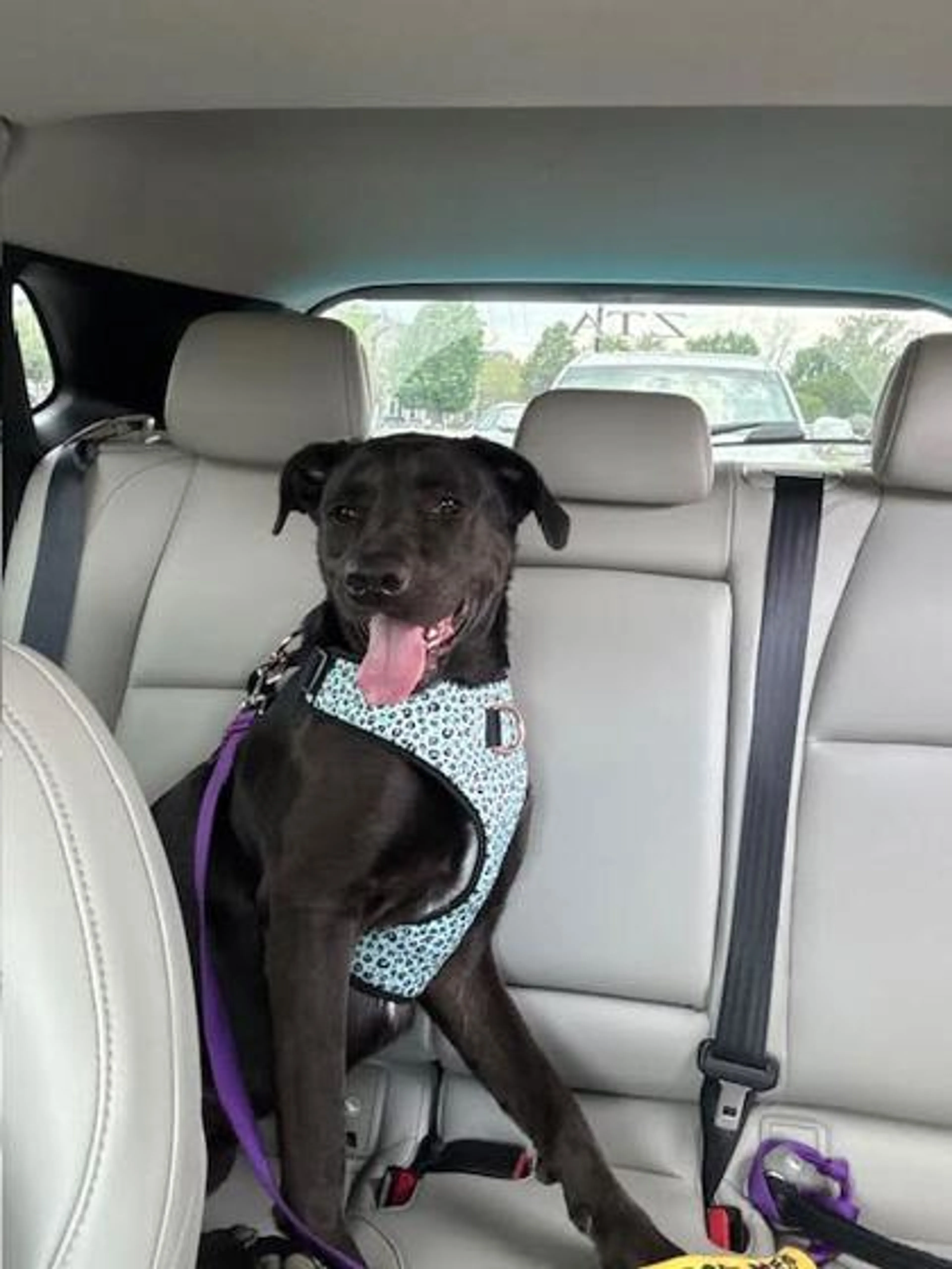 Found pet-1