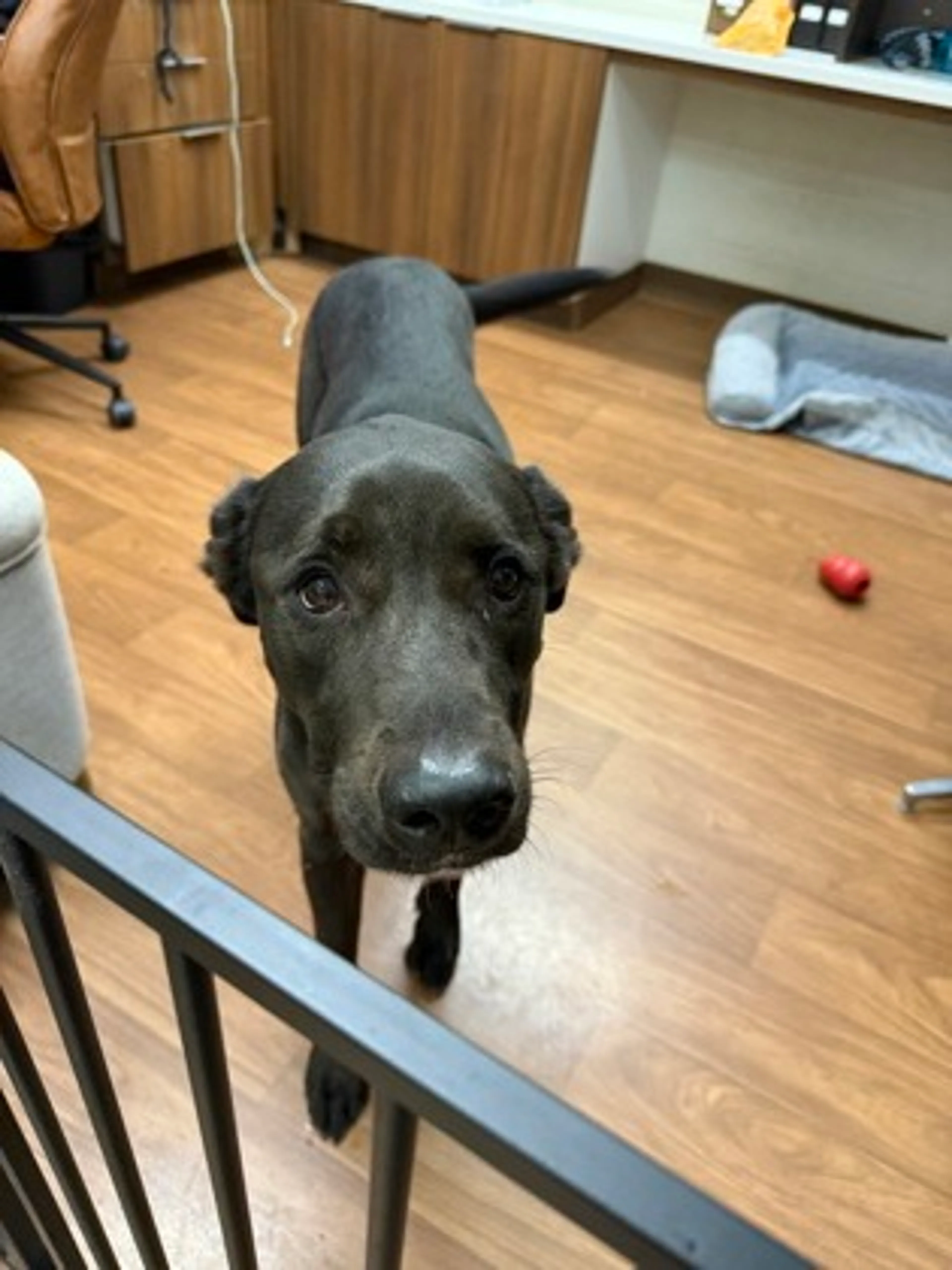 Found pet-2