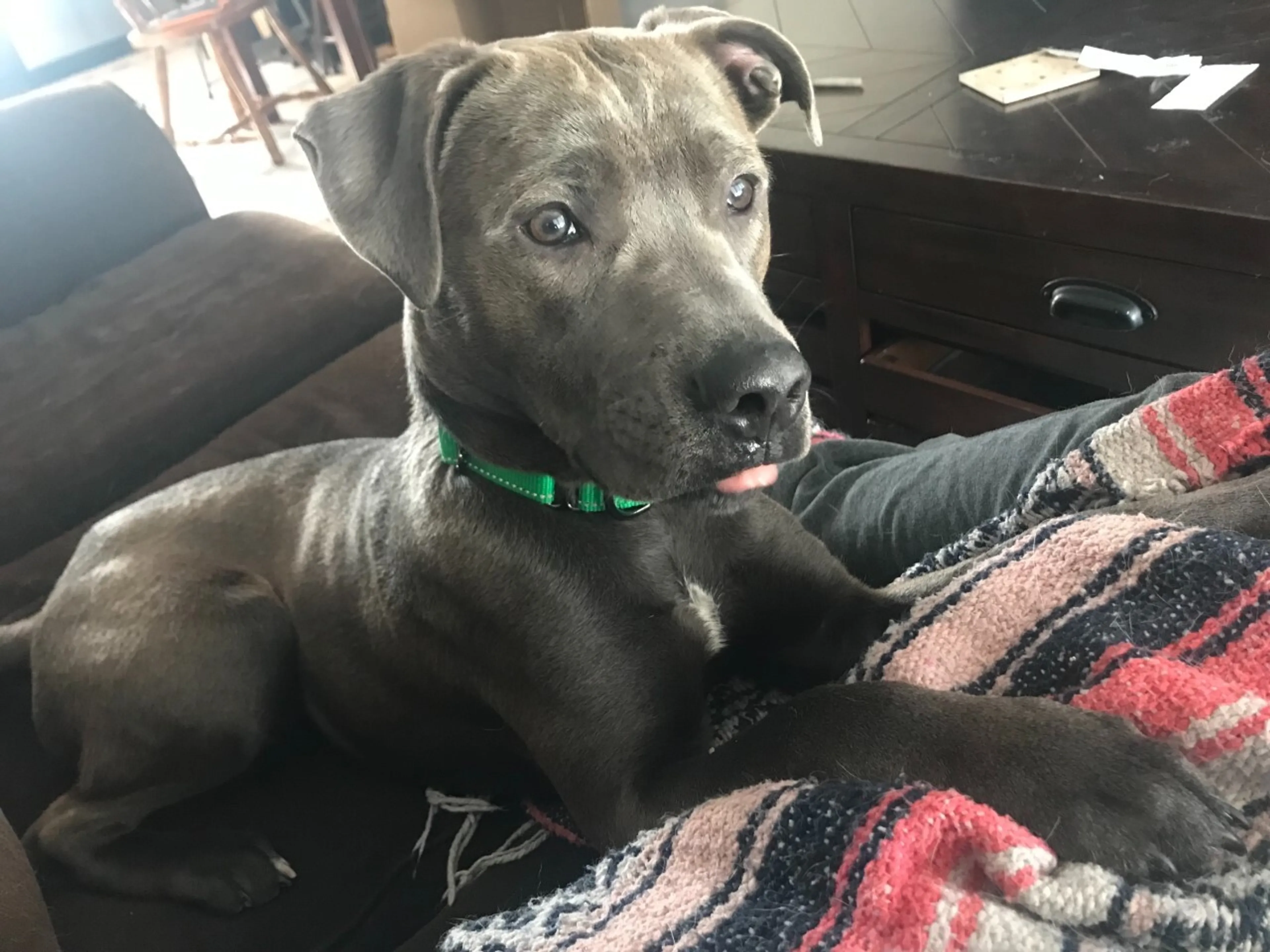 Found pet-2