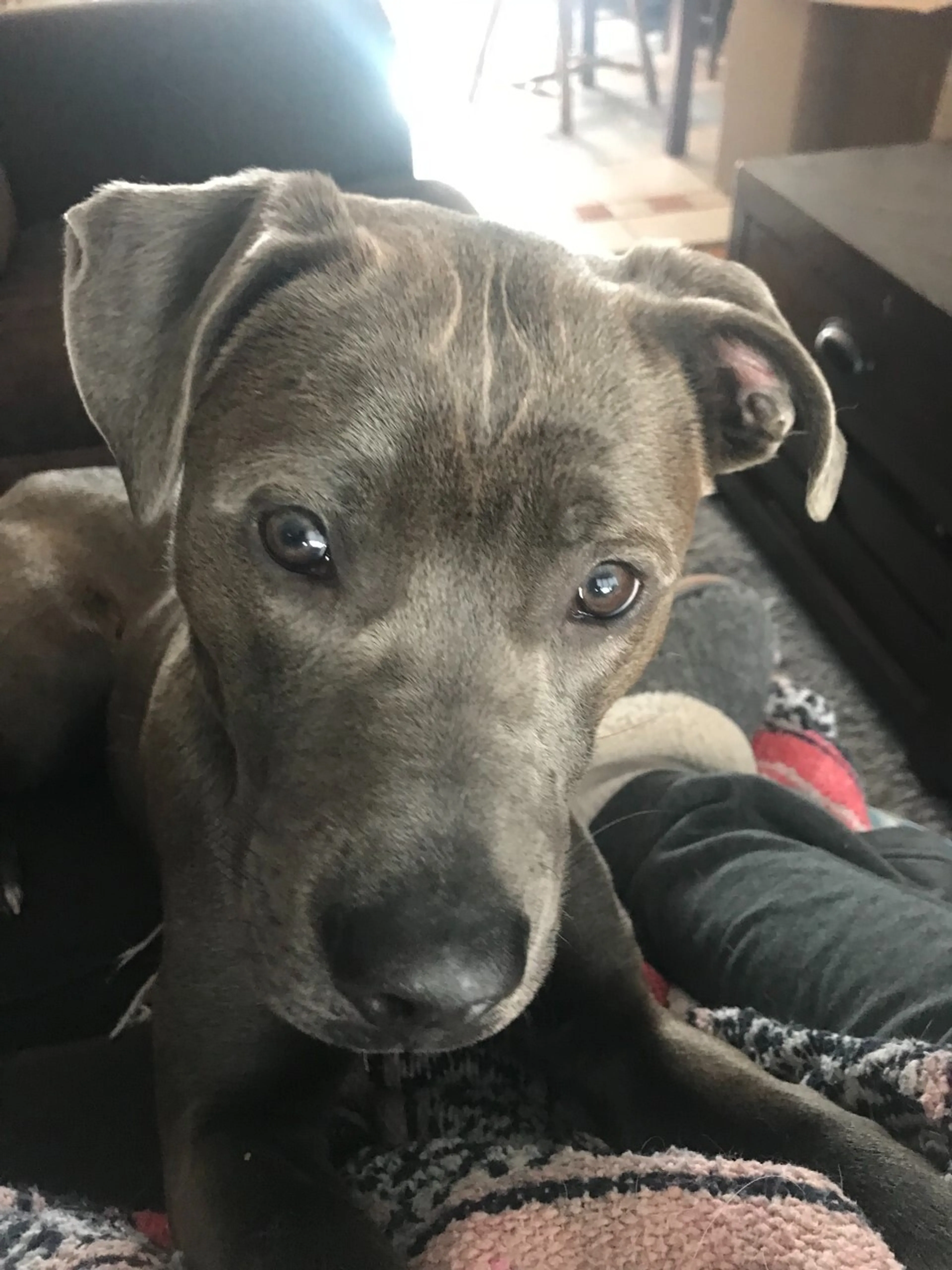 Found pet-1