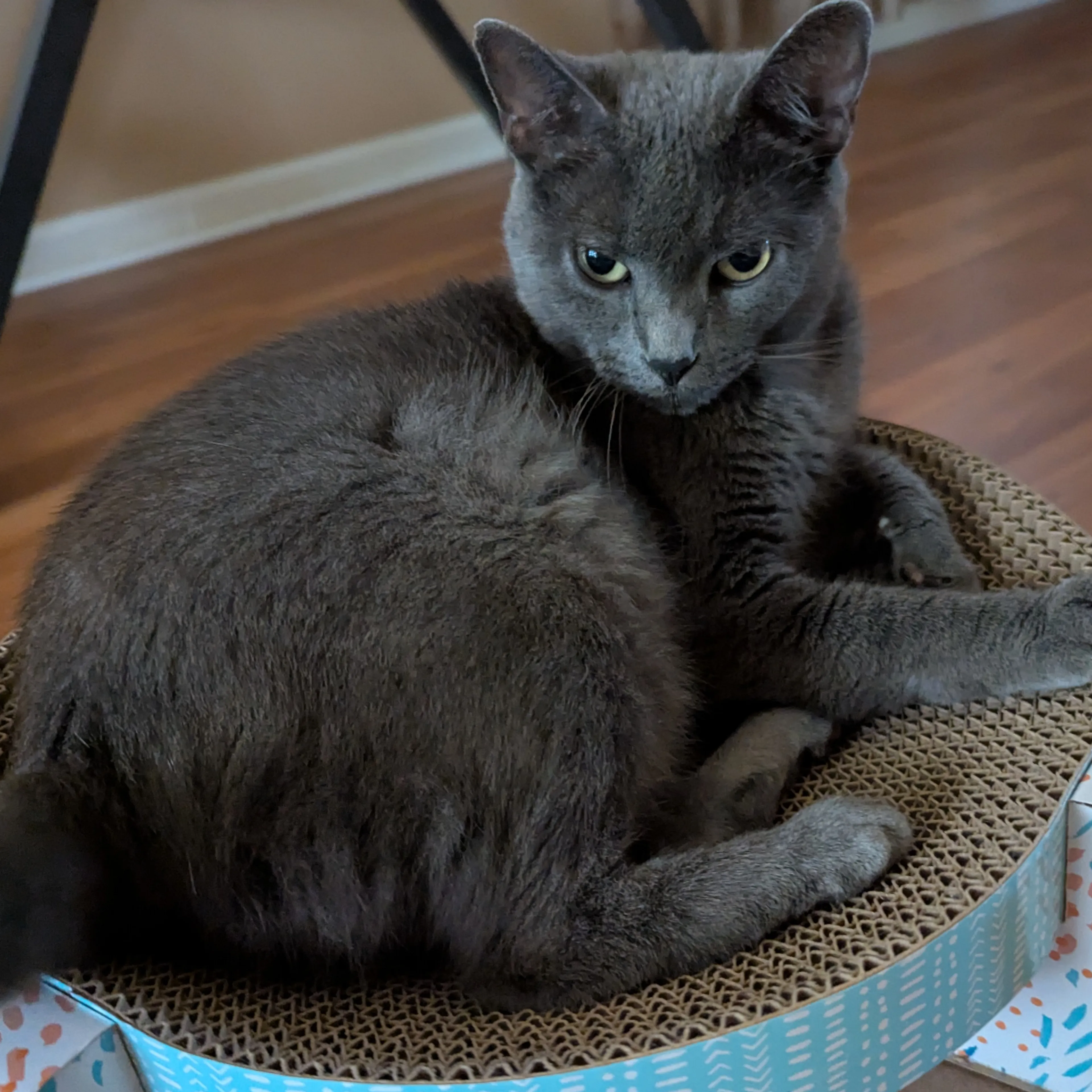 Lost pet-3