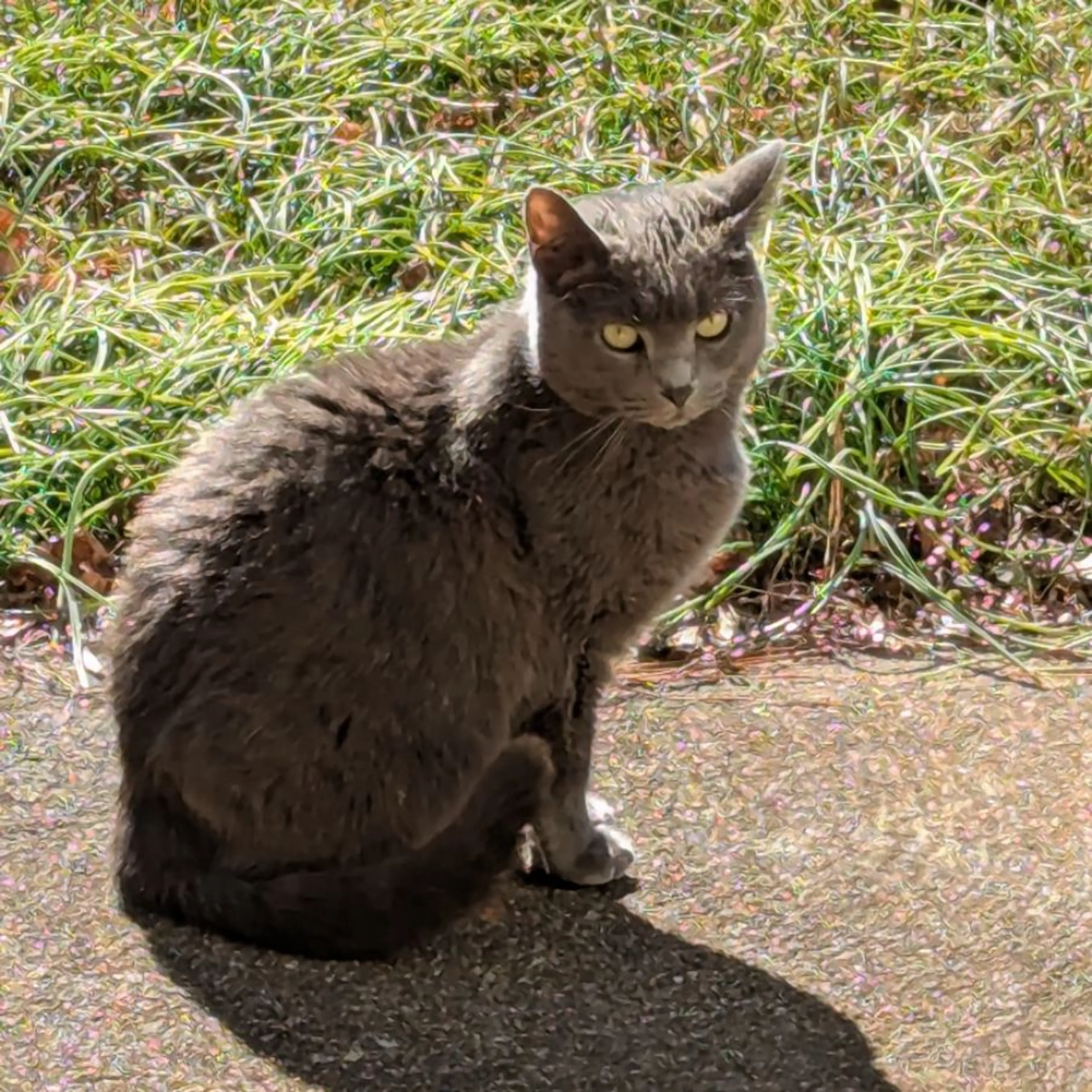 Lost pet-0