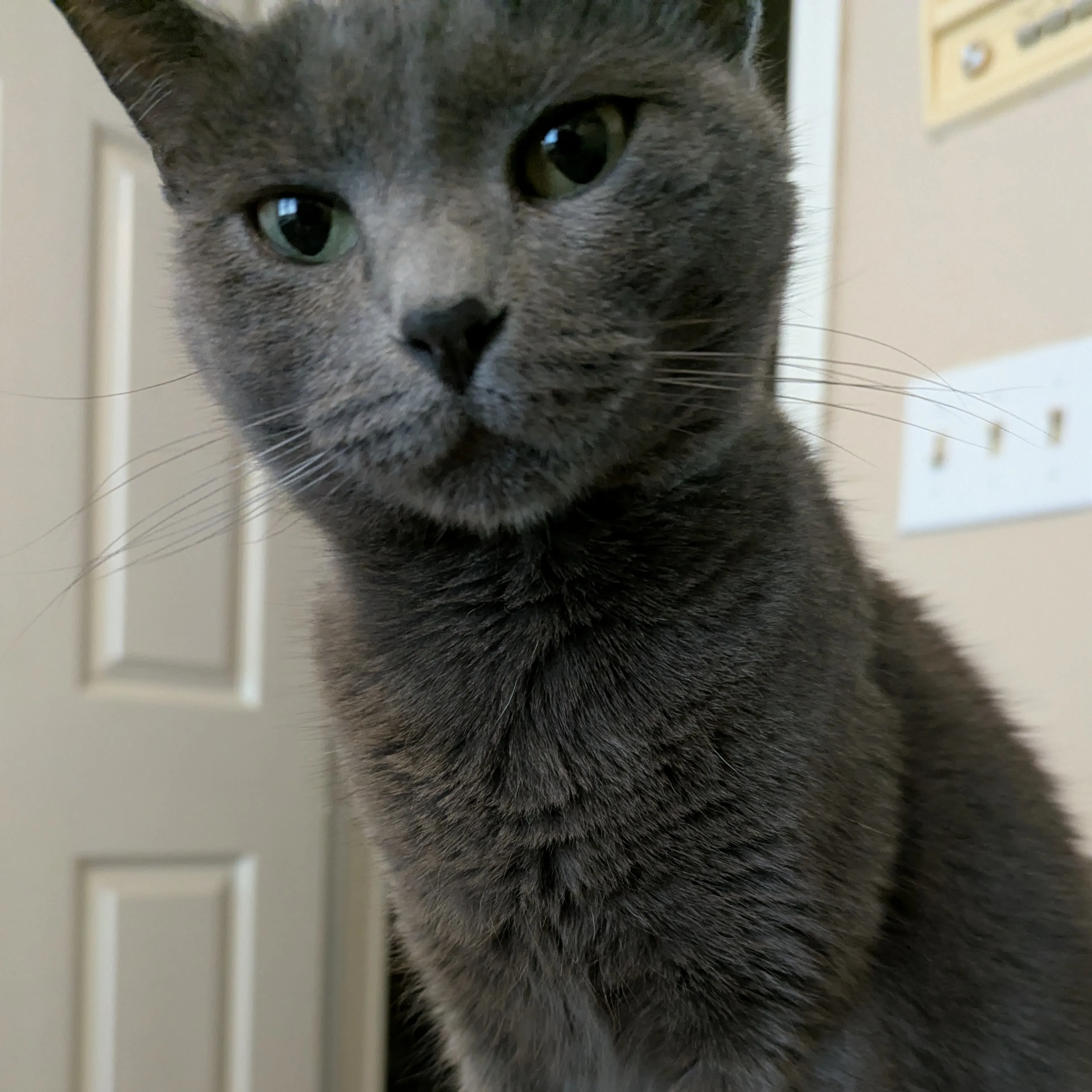 Lost pet-1