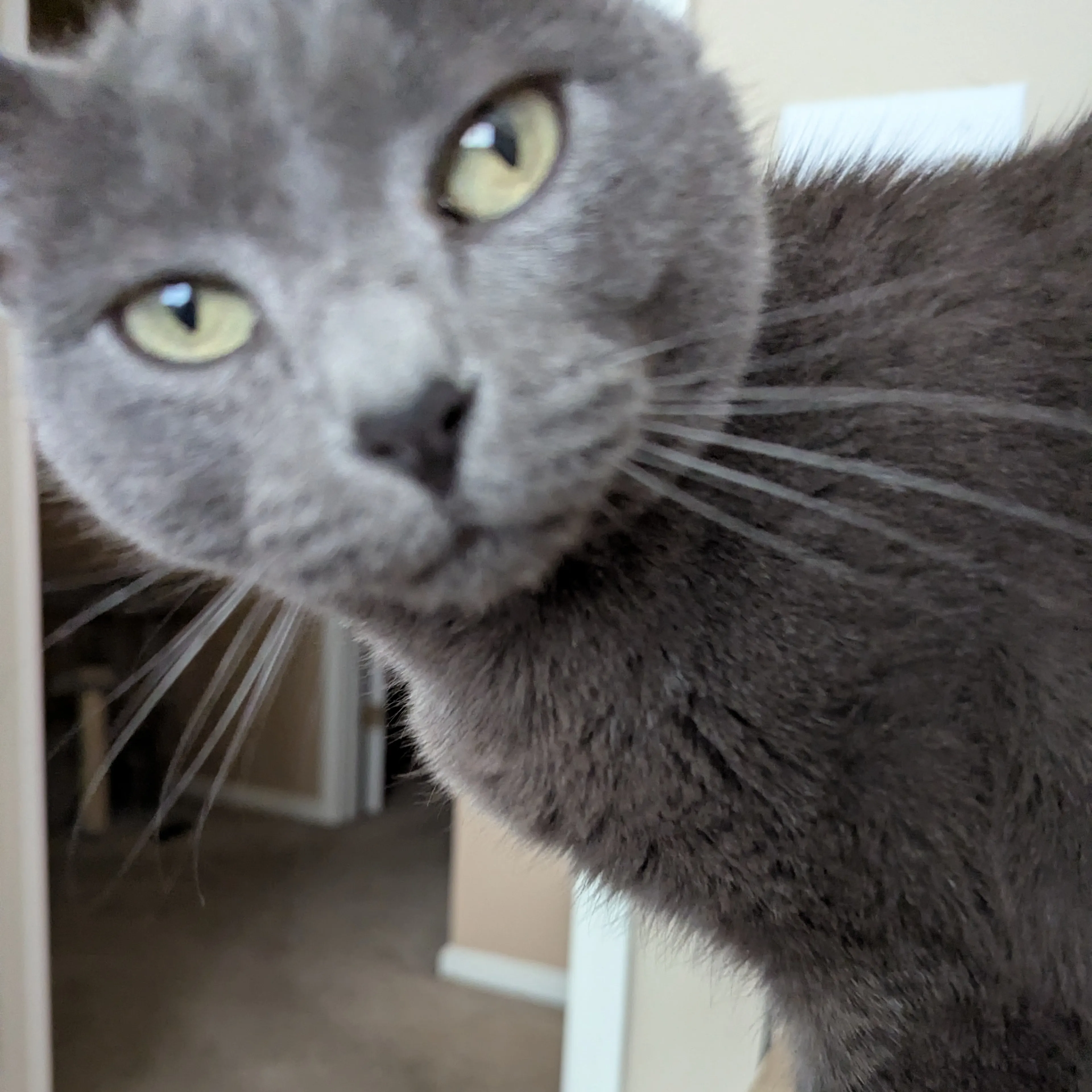 Lost pet-2
