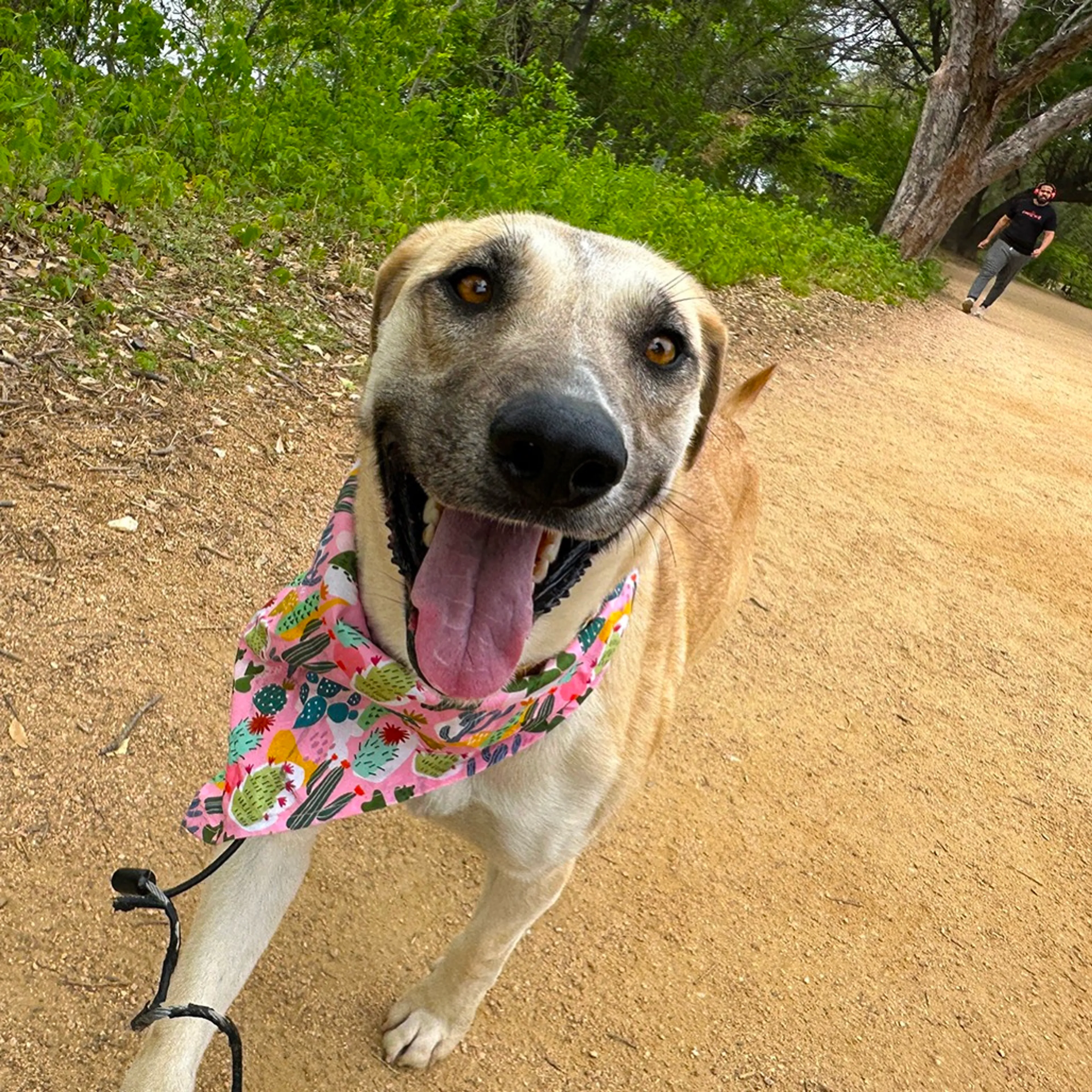 Found pet-7
