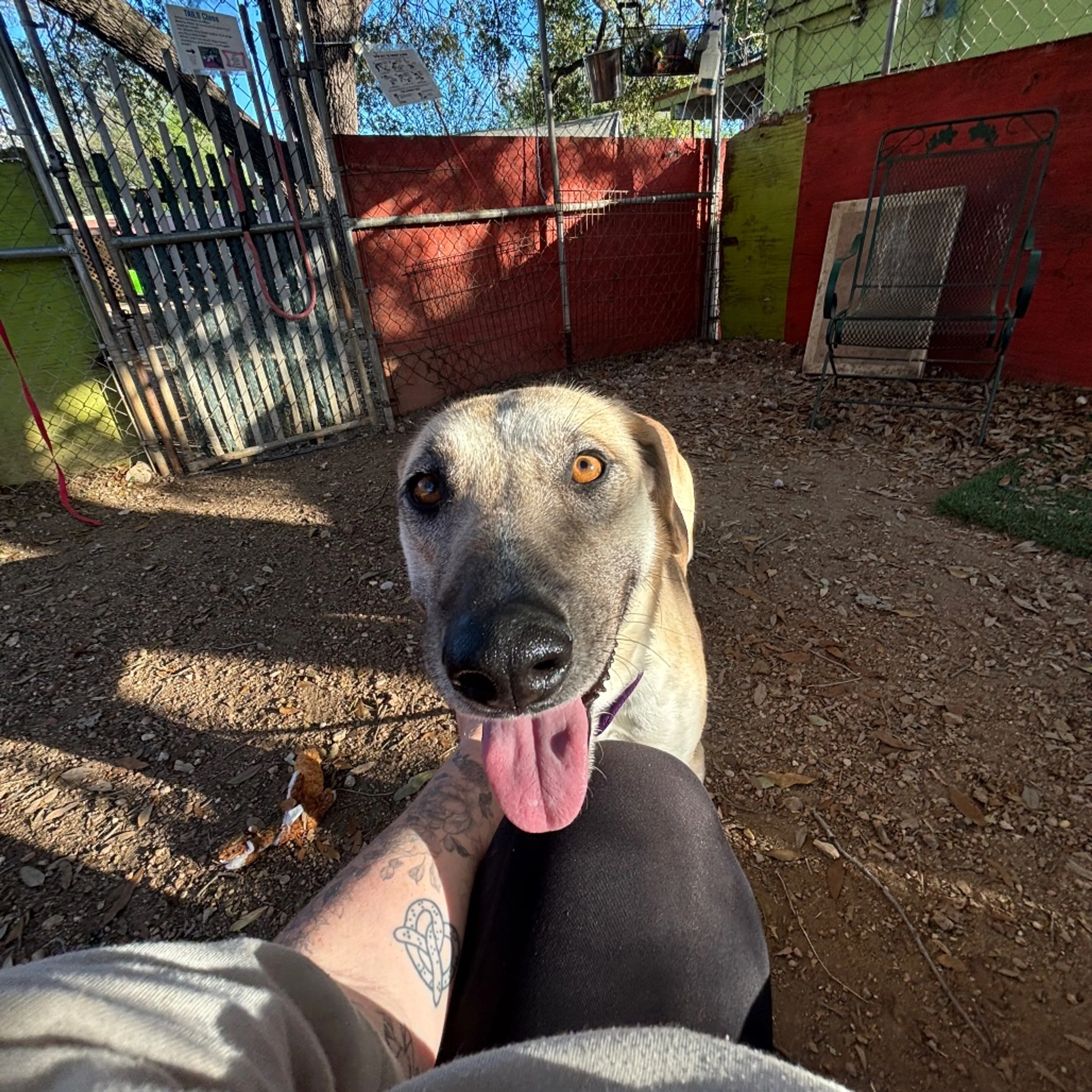 Found pet-1